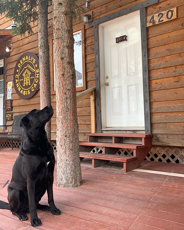 Patiently waiting for your friends to come out of their favorite shop?

or

Impatiently waiting for that squirrel to come down the tree? 😆🤷🏼&zwj;♀️
&bull;
#samesame #doesntmatter #buckyboy #zorro #buckyknowsbest #suite420 #denaliscache #shopthecac