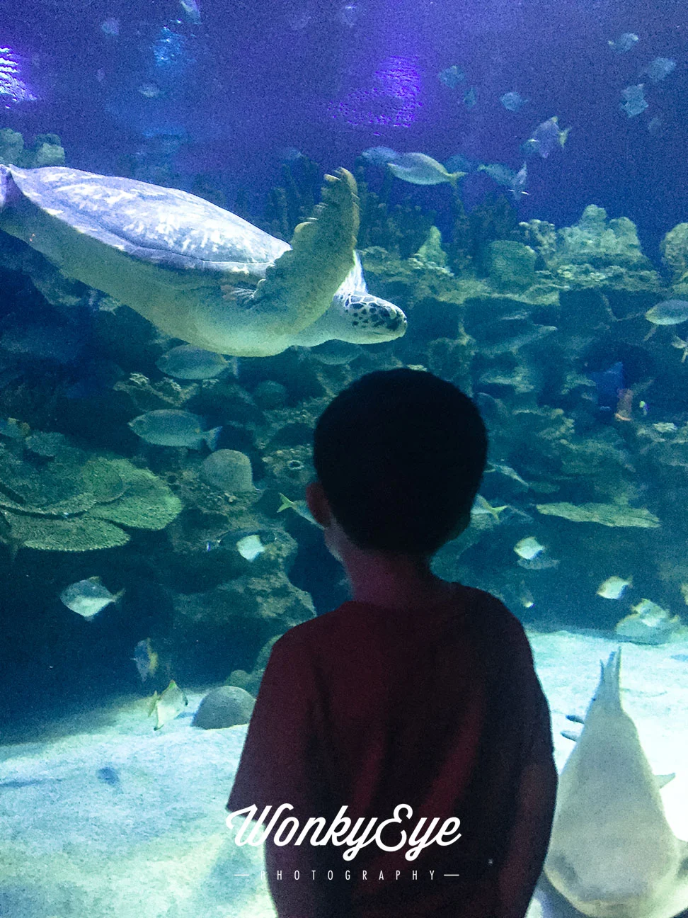 aquarium.jpg