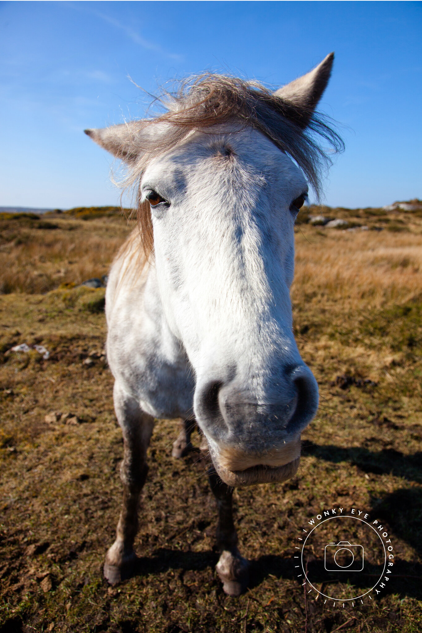 Connemara Pony, Ireland