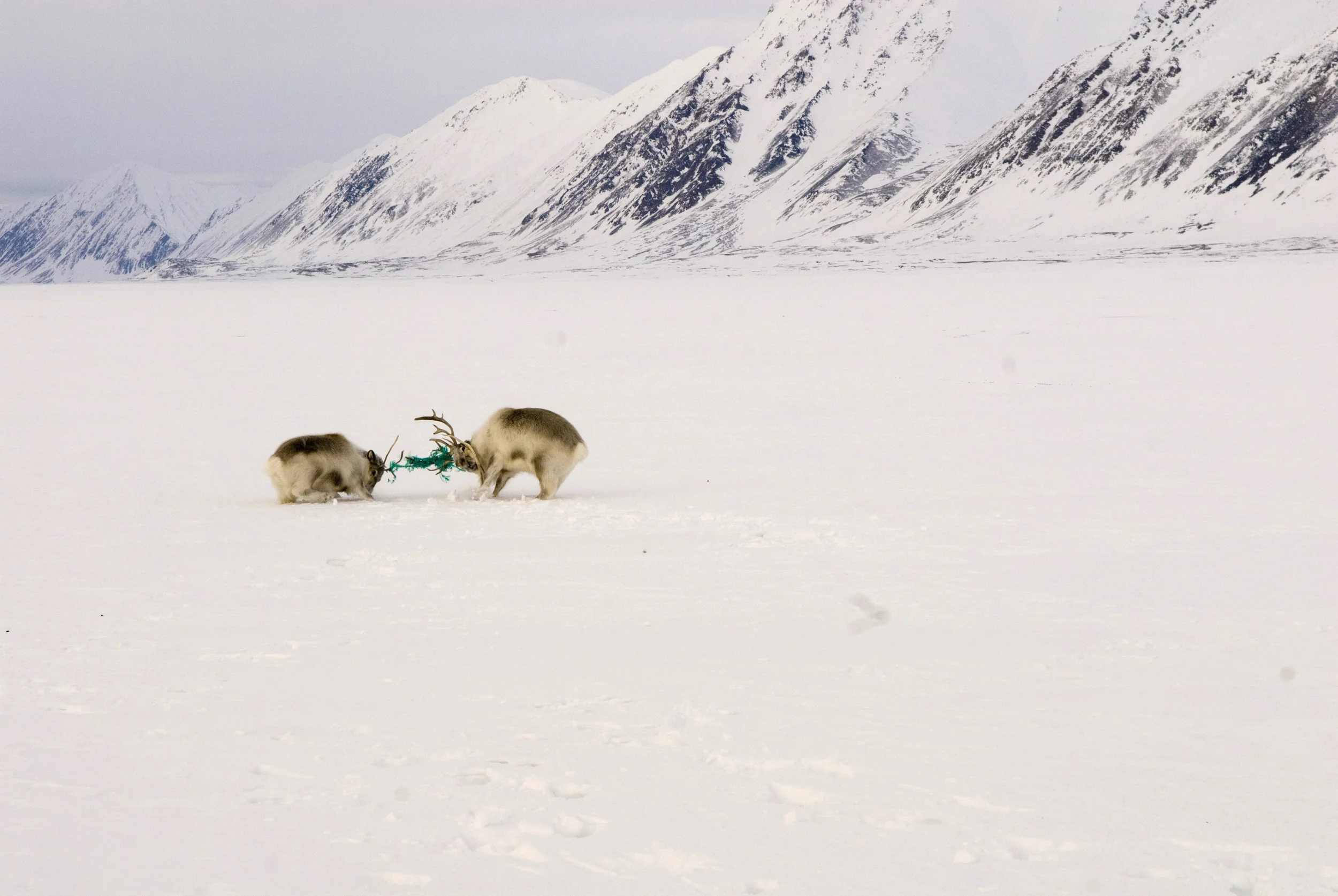 Sveinung Bertnes Råheim, Svalbard