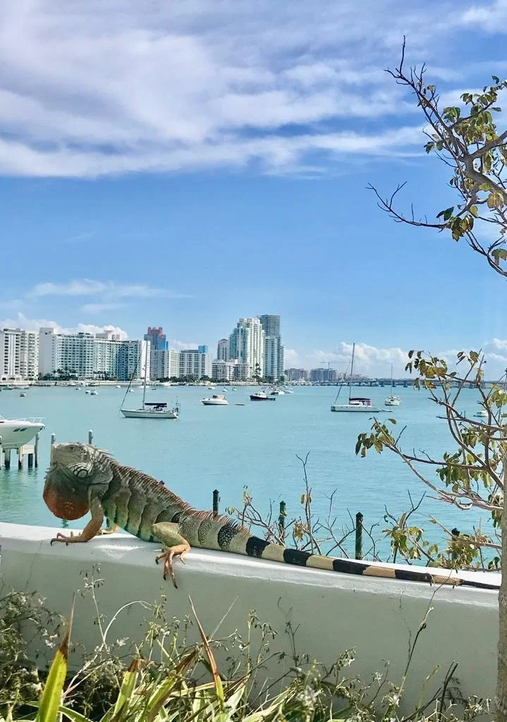 February  2021 back in Miami Beach.