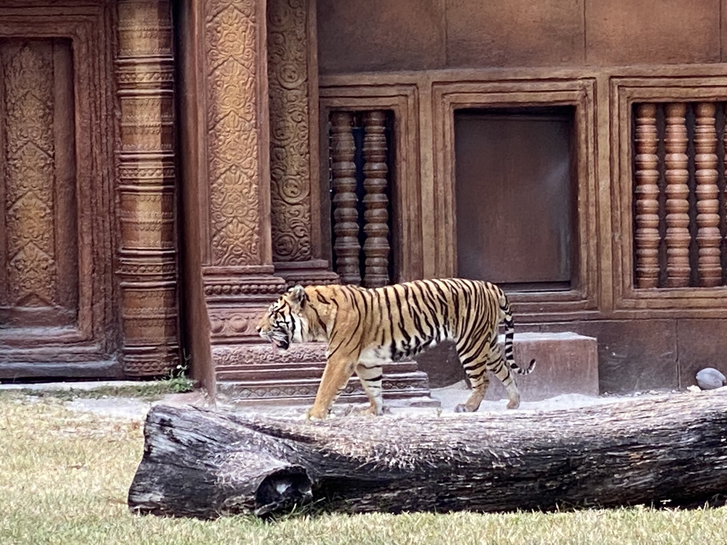 IMG_2469.jpeg