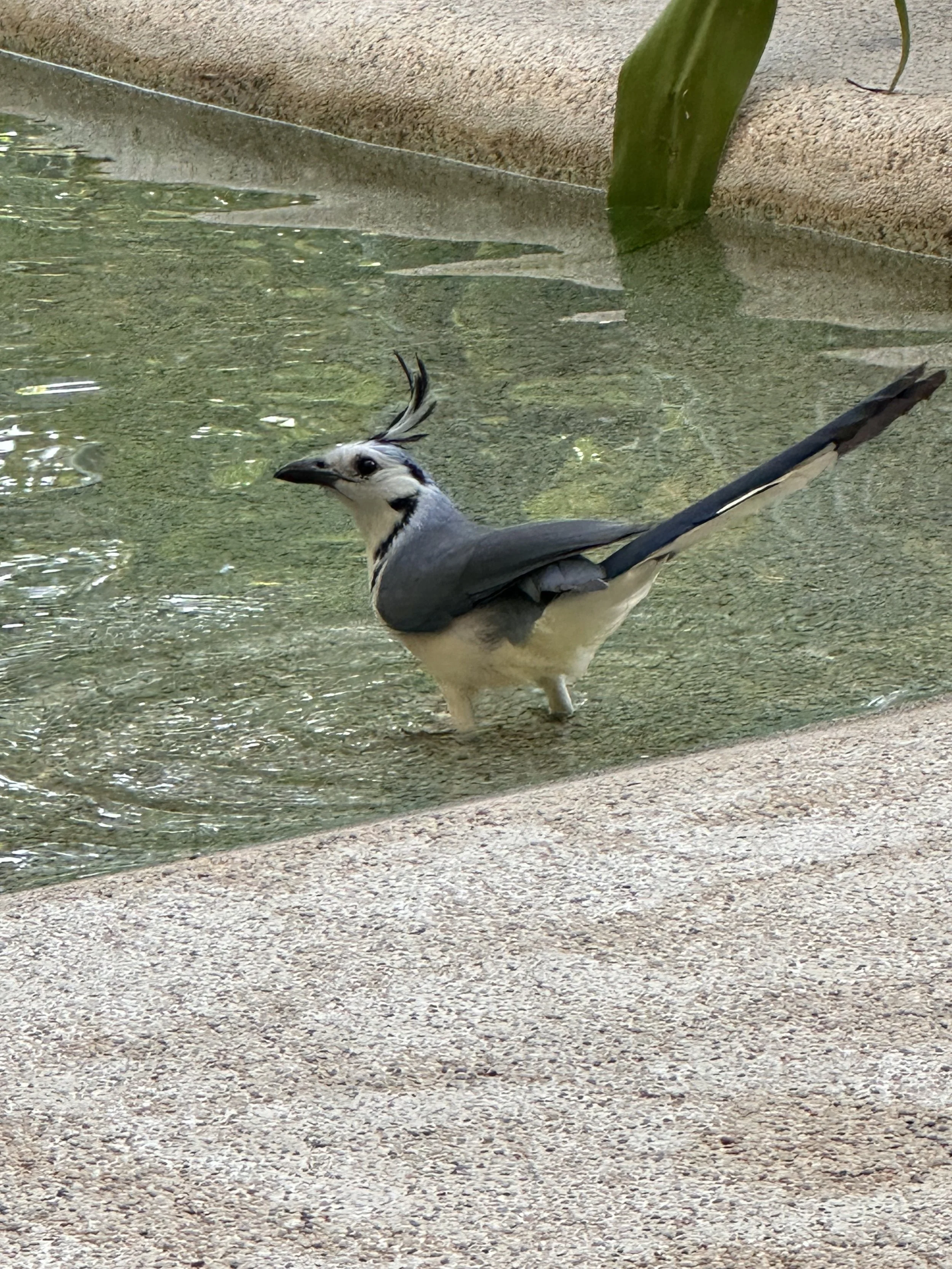 IMG_1338.jpeg