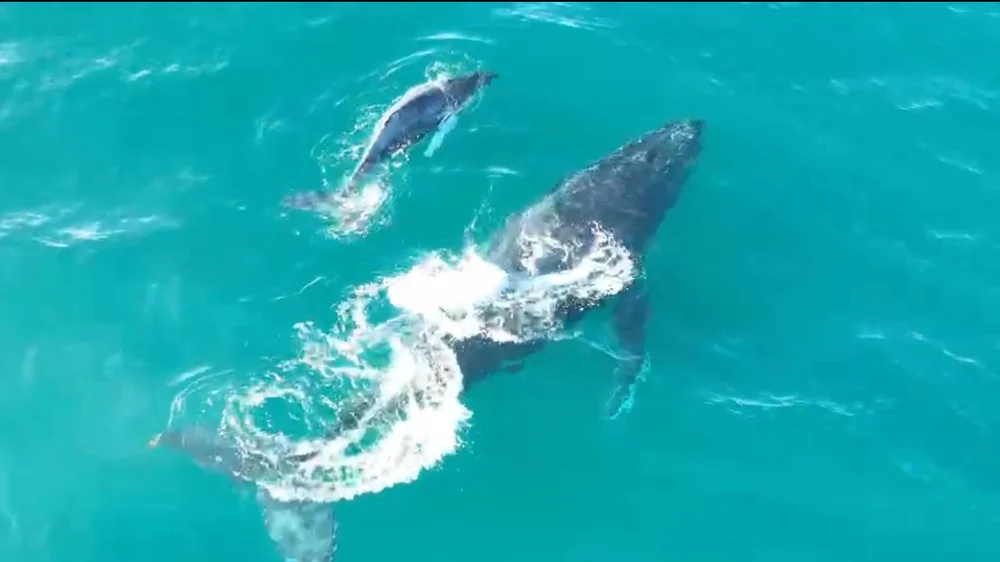 Screenshot 2024-03-31 at 11.43.37 AM.JPEG