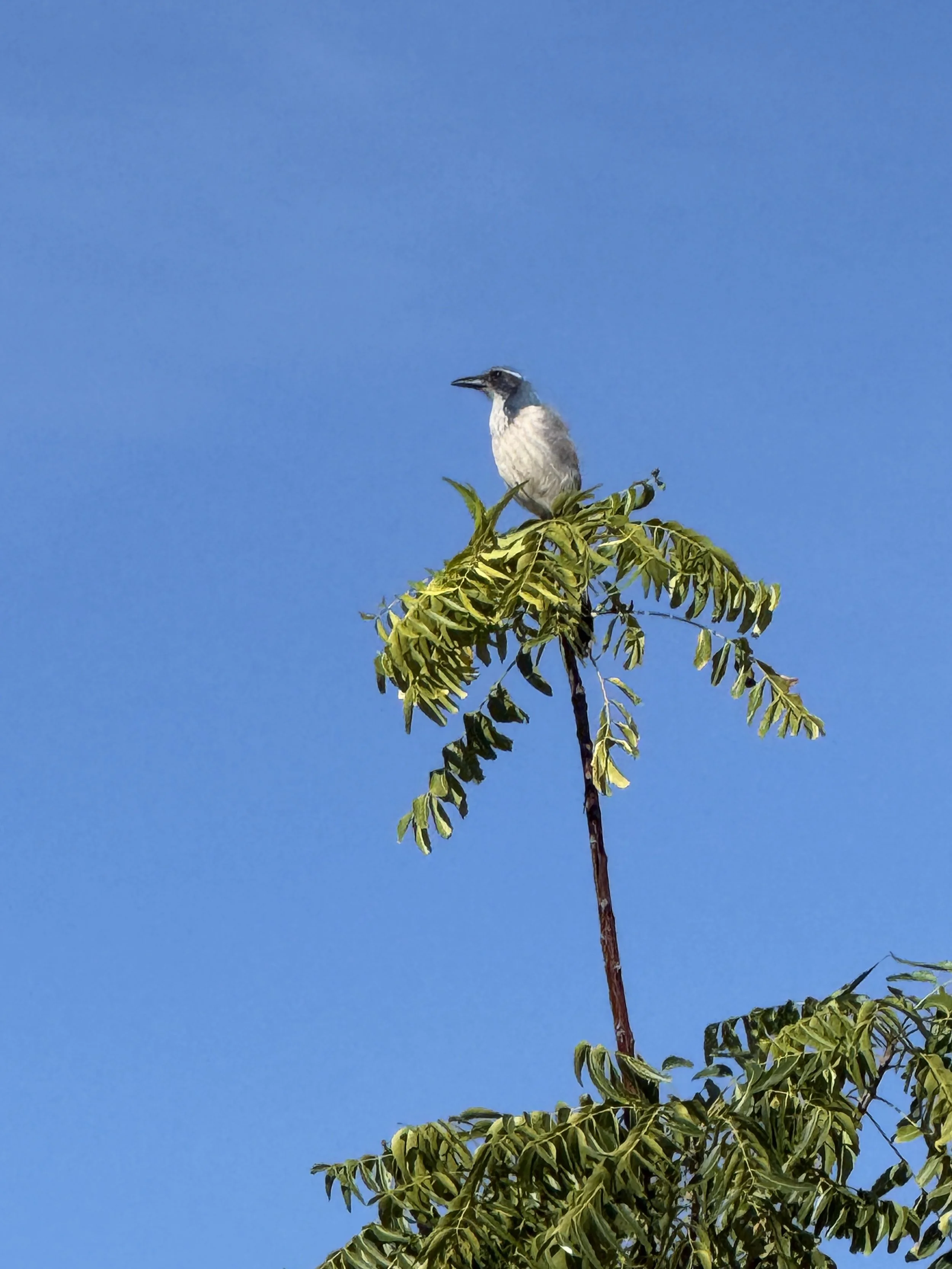 IMG_3074.jpeg