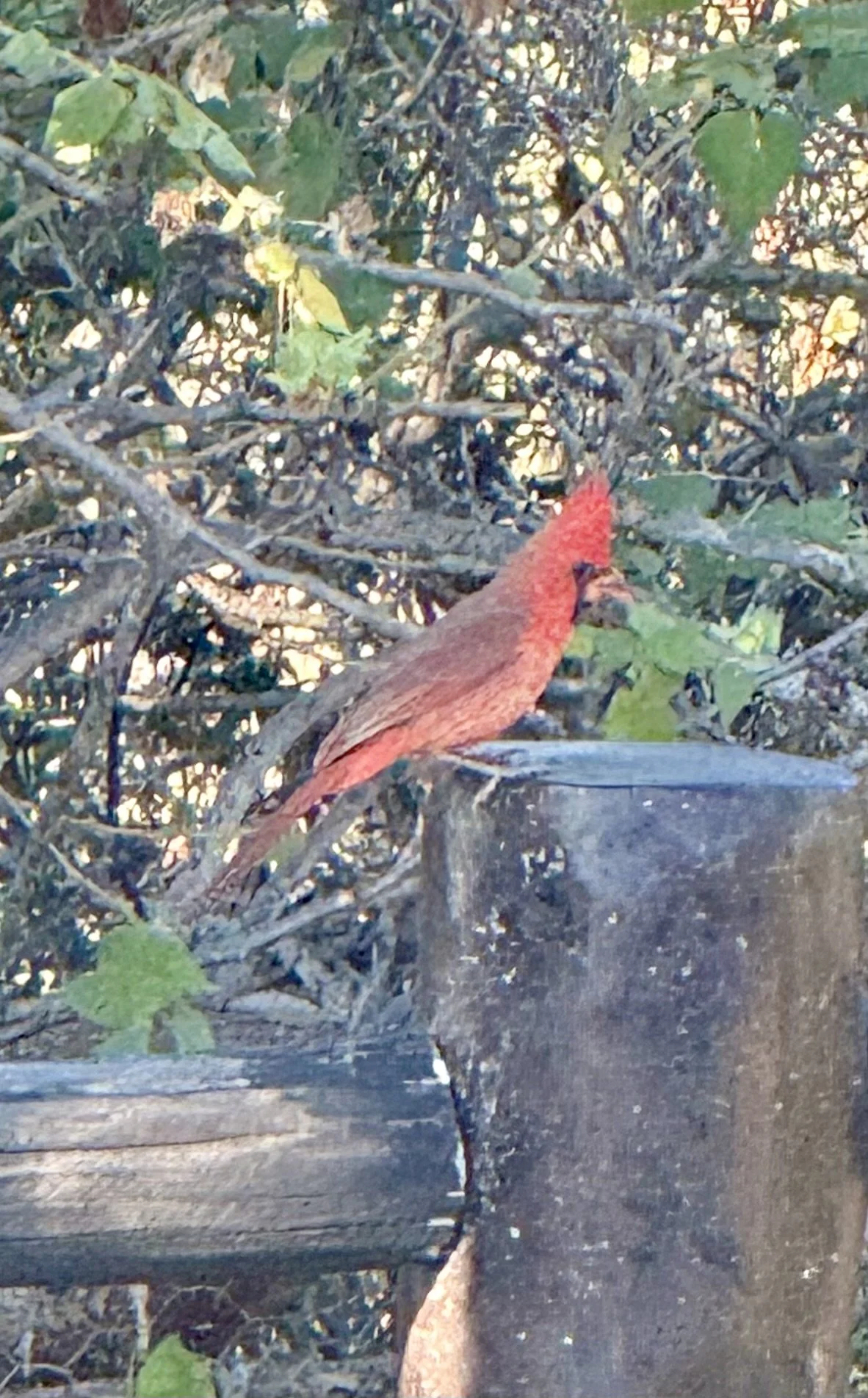 IMG_4264.jpeg