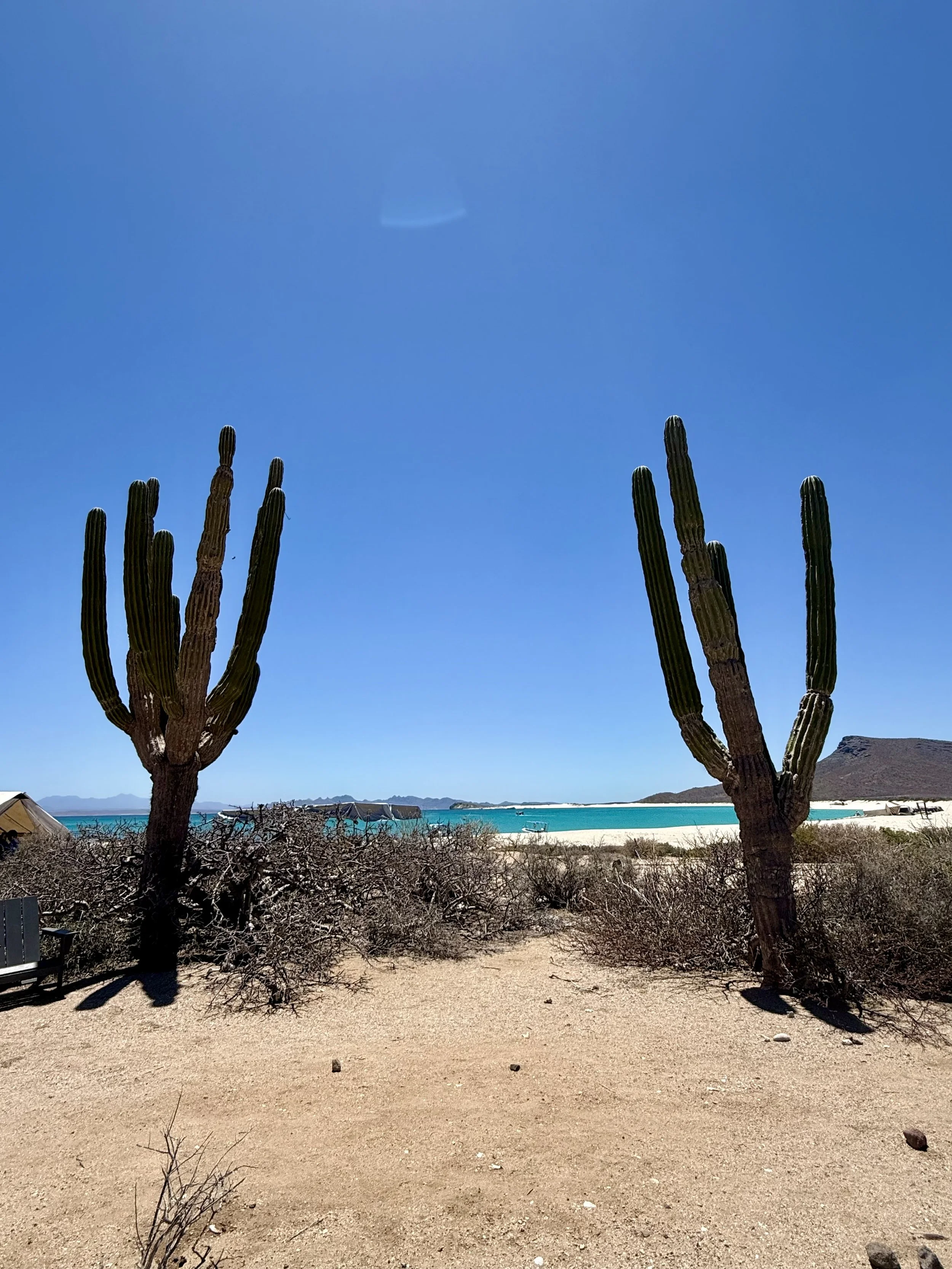 Road Trip to Isla Espíritu Santo &amp; Loreto April 2026