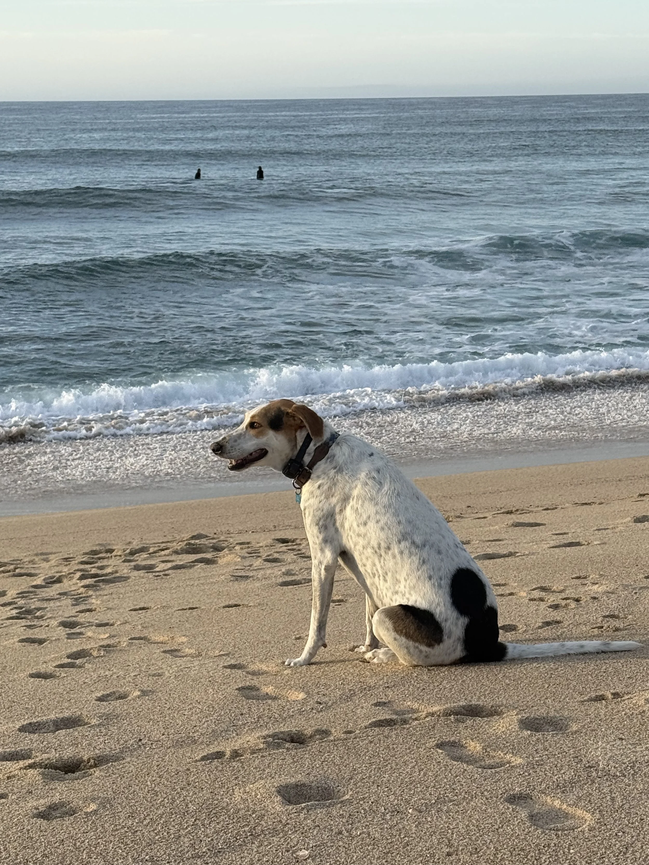 IMG_5439.jpeg
