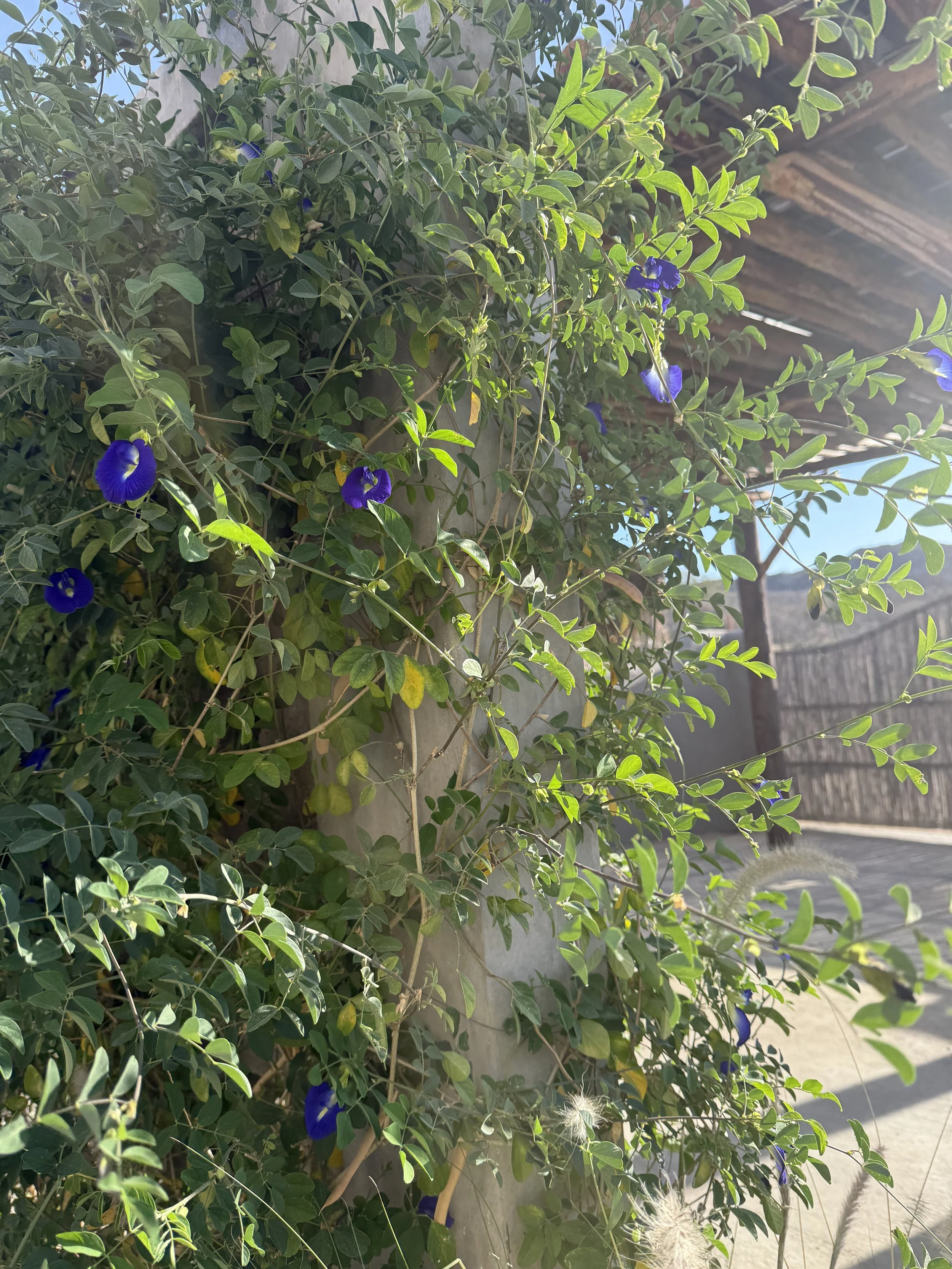 IMG_5517.jpeg