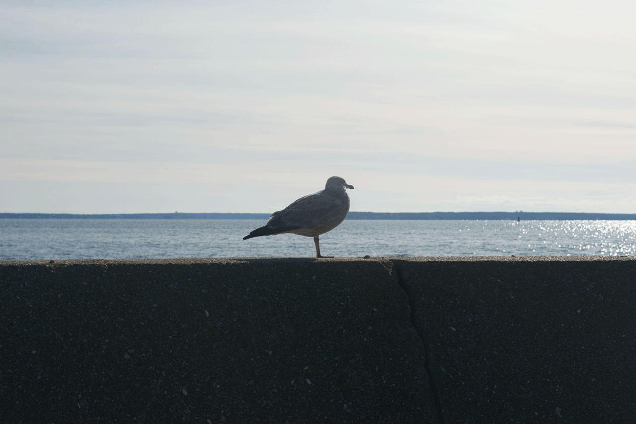 Seagull-GIF.gif