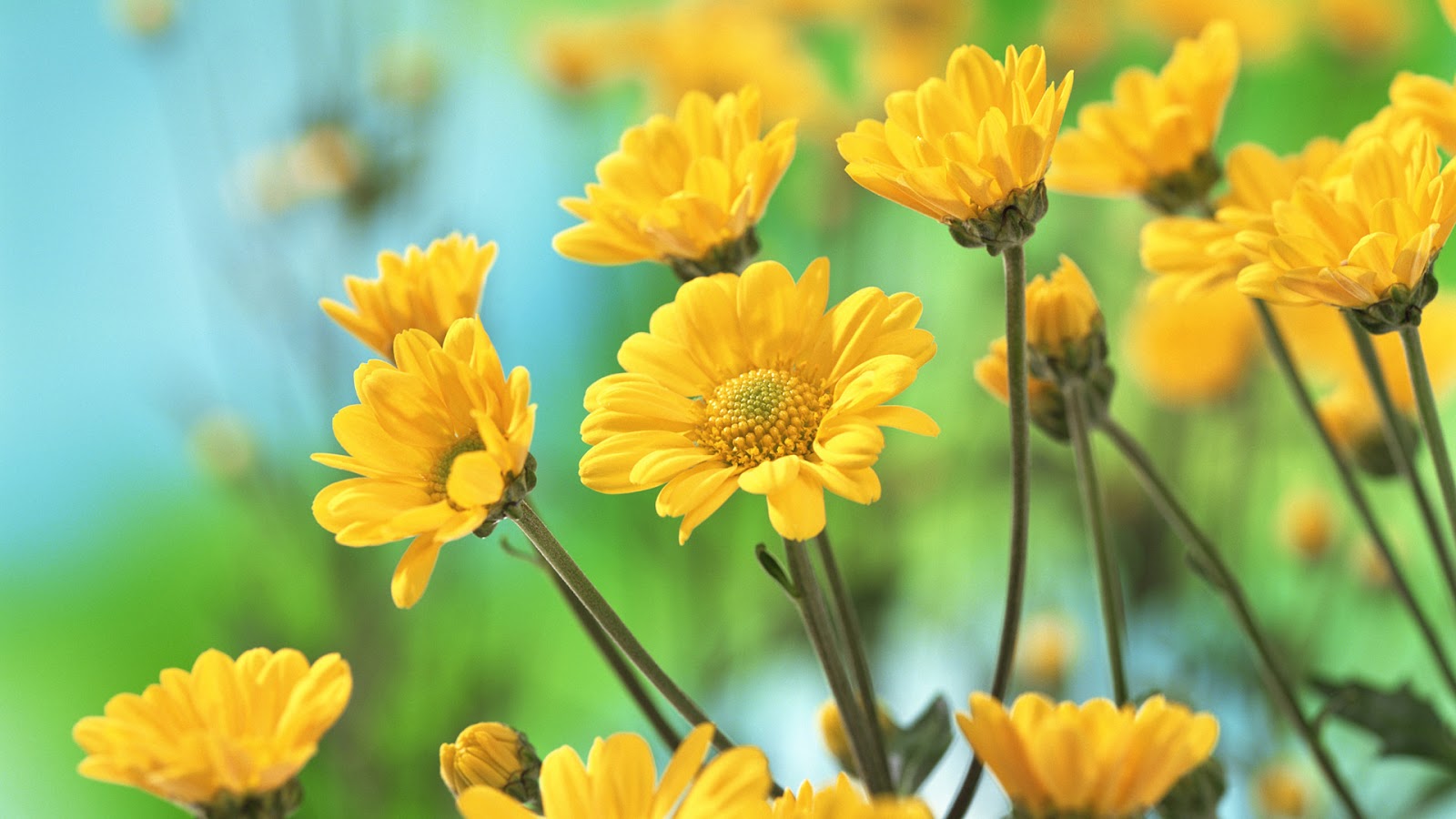 beautiful-yellow-flowers.jpeg