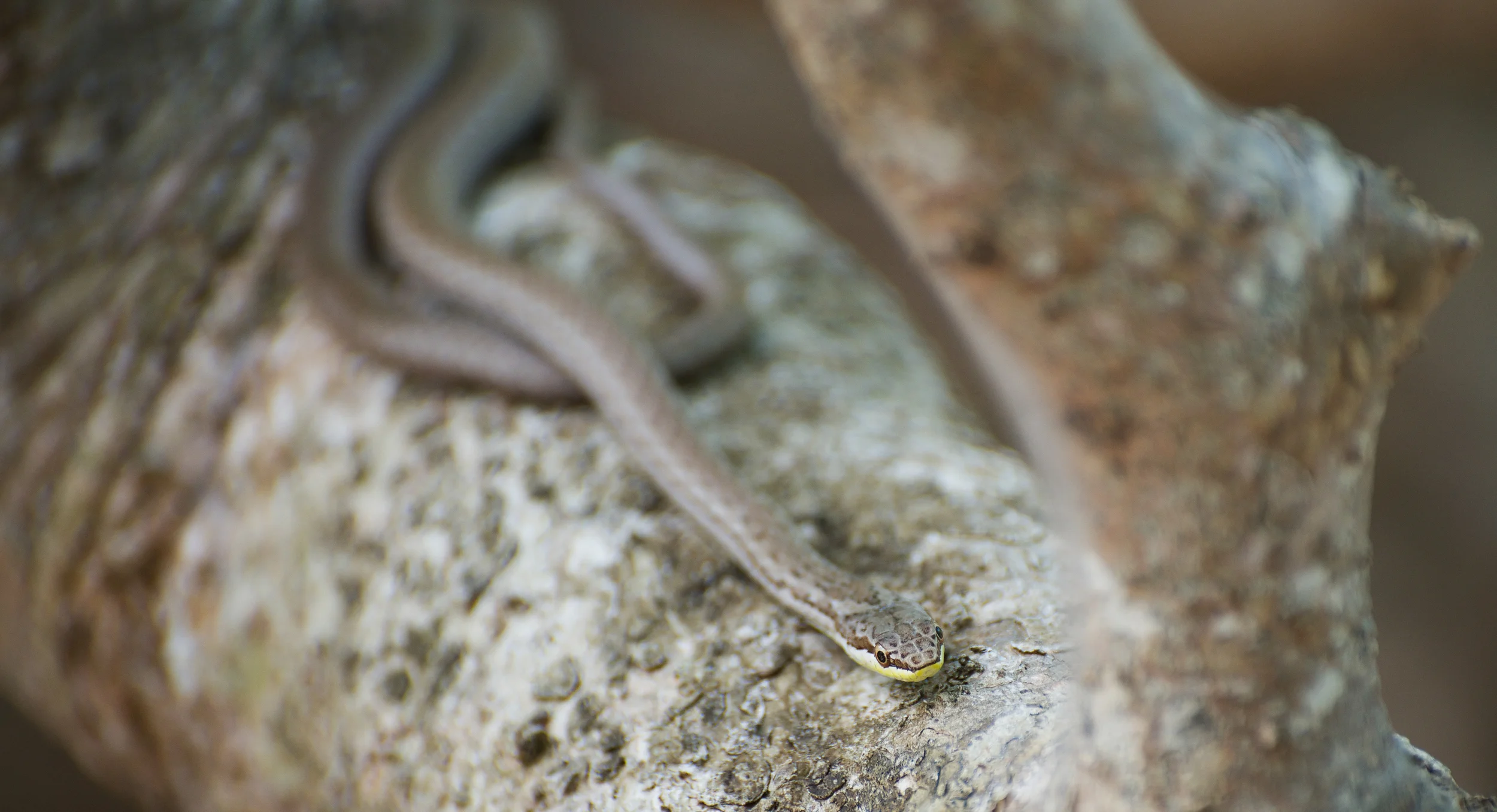 Snake.jpg