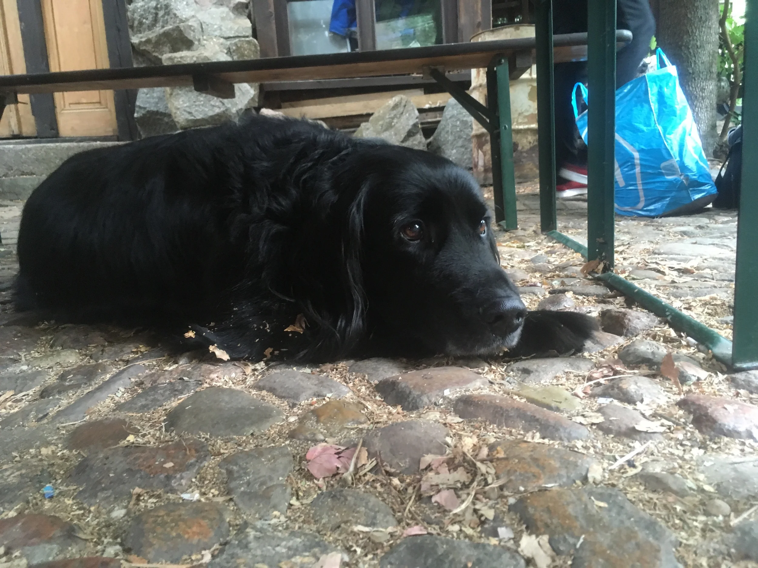 Pepito the Pooch