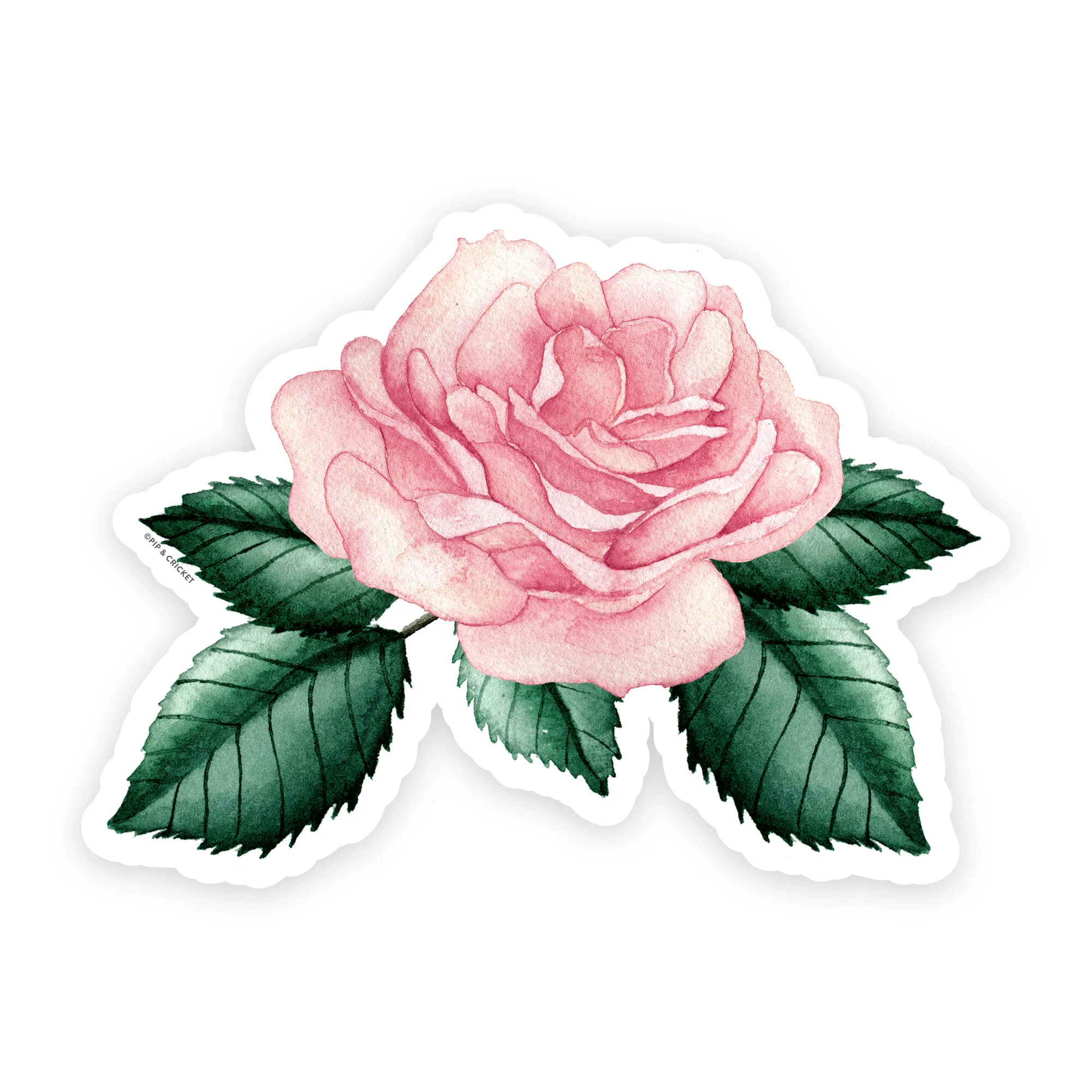 Pink Rose Sticker » Pip & Cricket