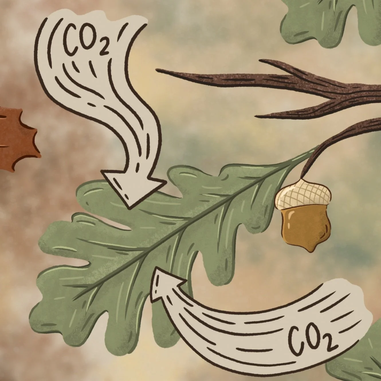 The Nature Conservancy Animations
