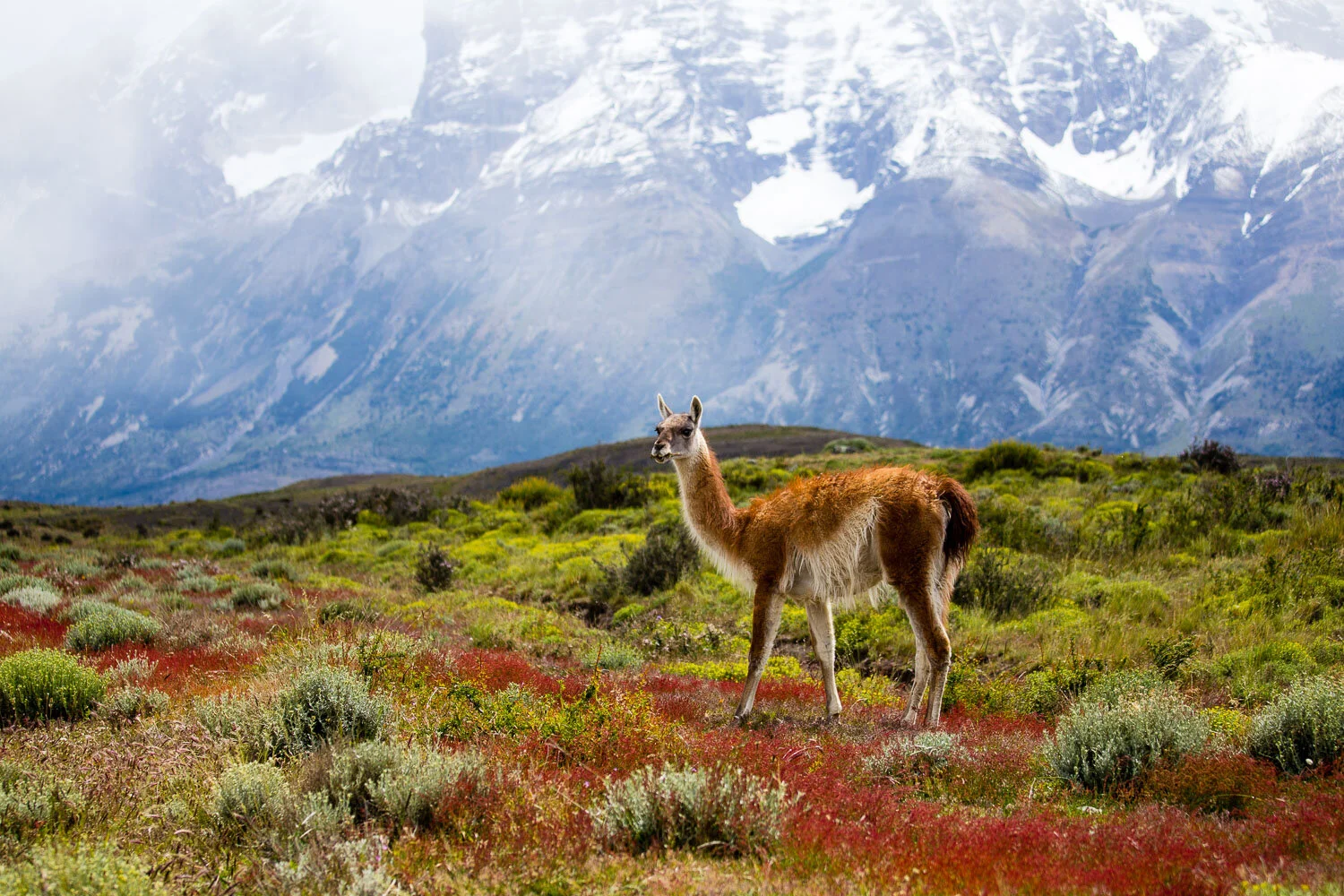 torres_guanaco.jpg