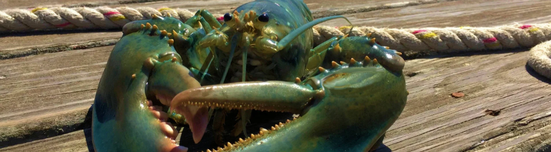 maine lobster.jpg