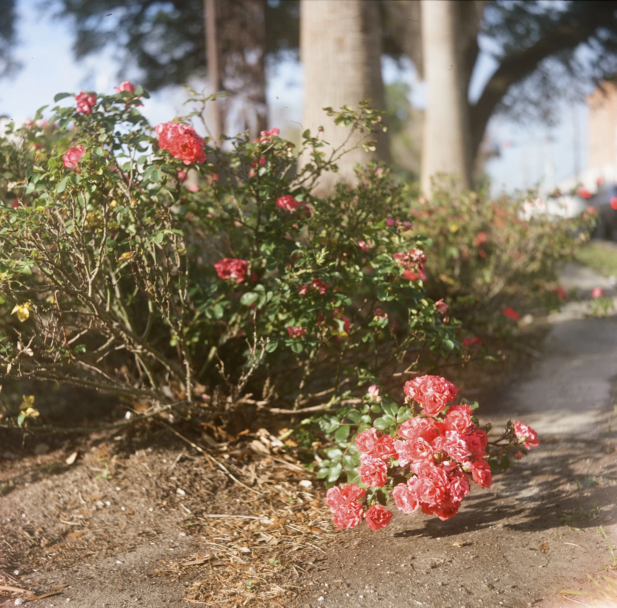 Portra 400-12 (1).jpg