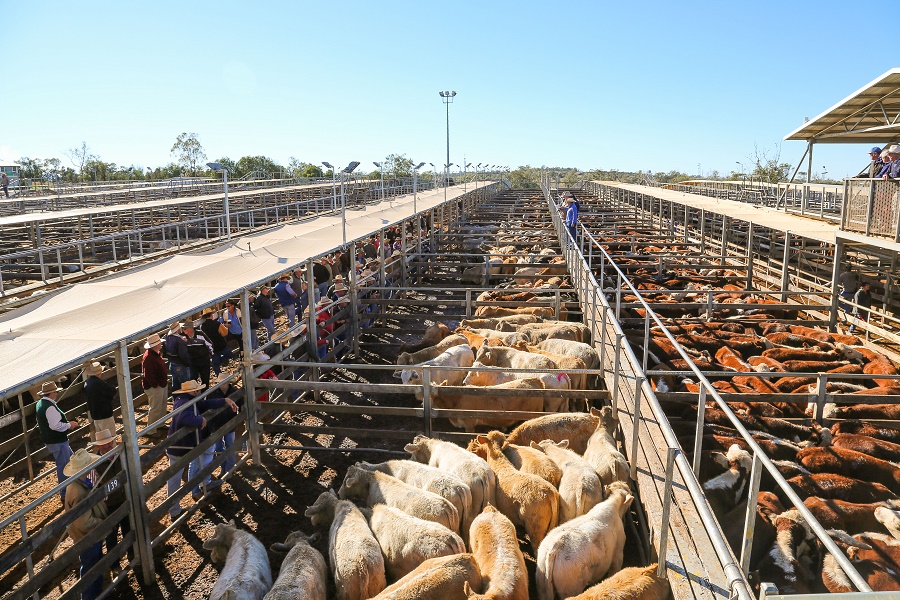 Roma Saleyards TOURS AVAILABLE.jpg
