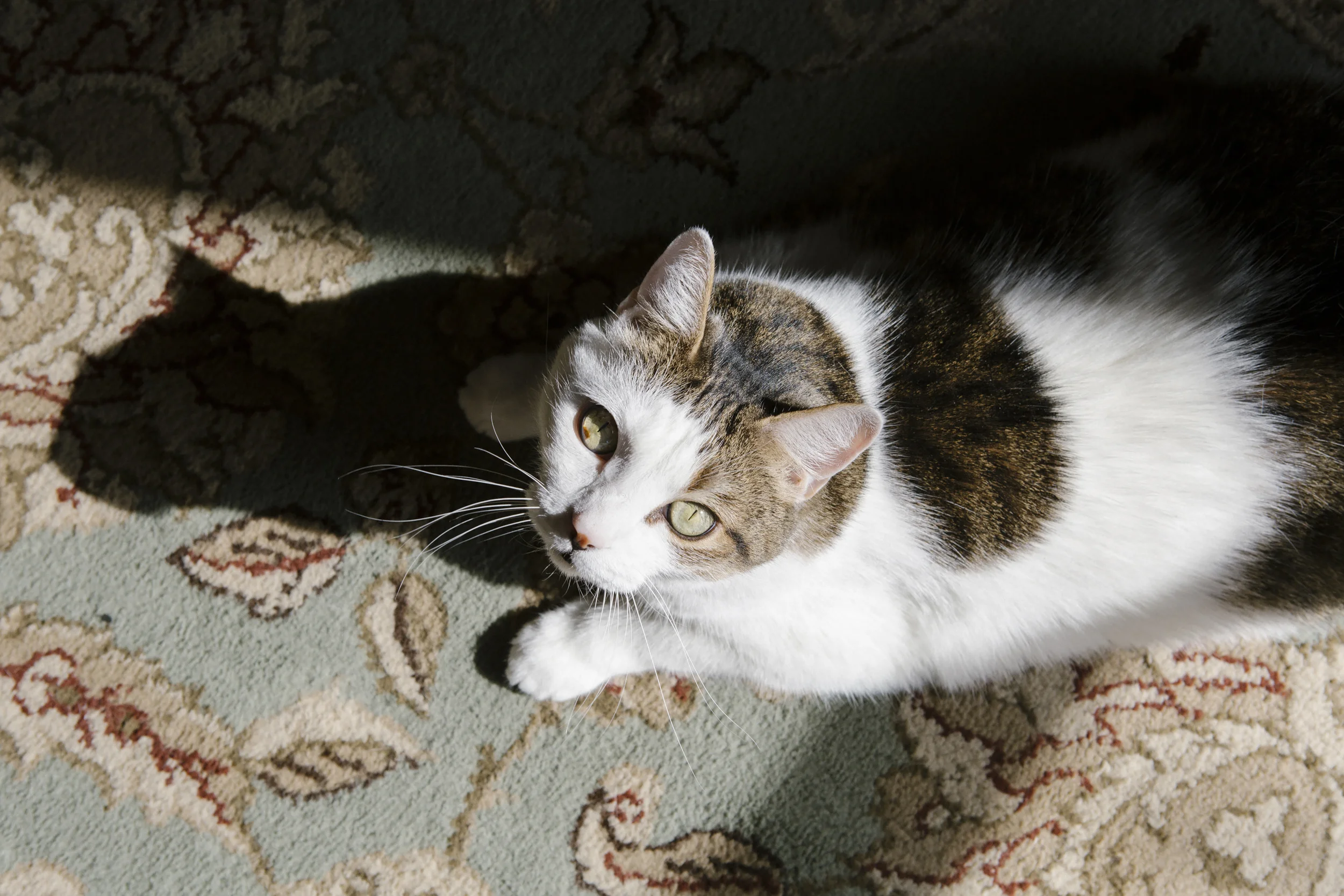Roxanne's cat Dylan.