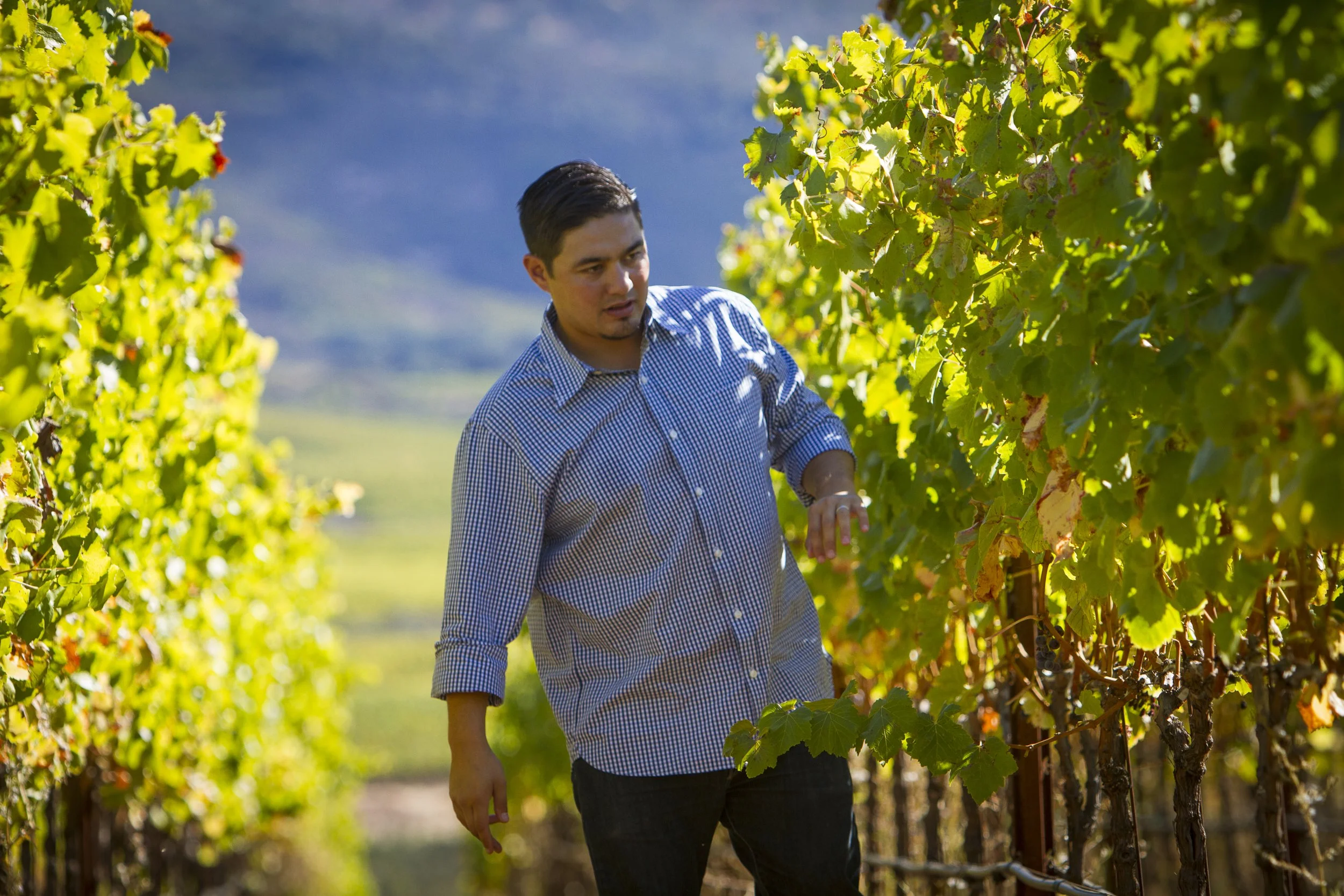 Kale Anderson — Kale Wine Consulting