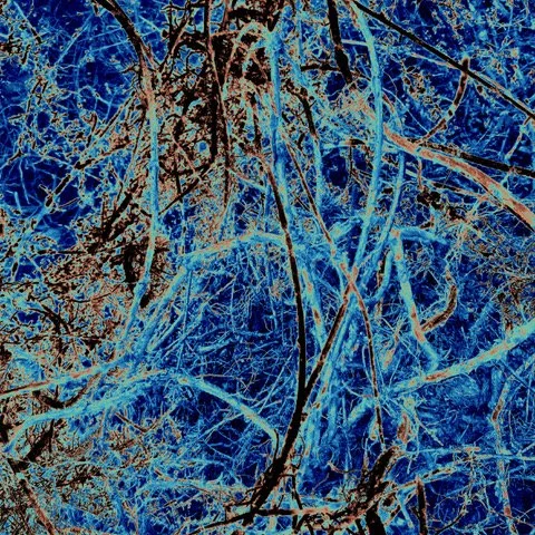 A Conversation from the Swamp Residencies with Dr Cheryle Yin Lo