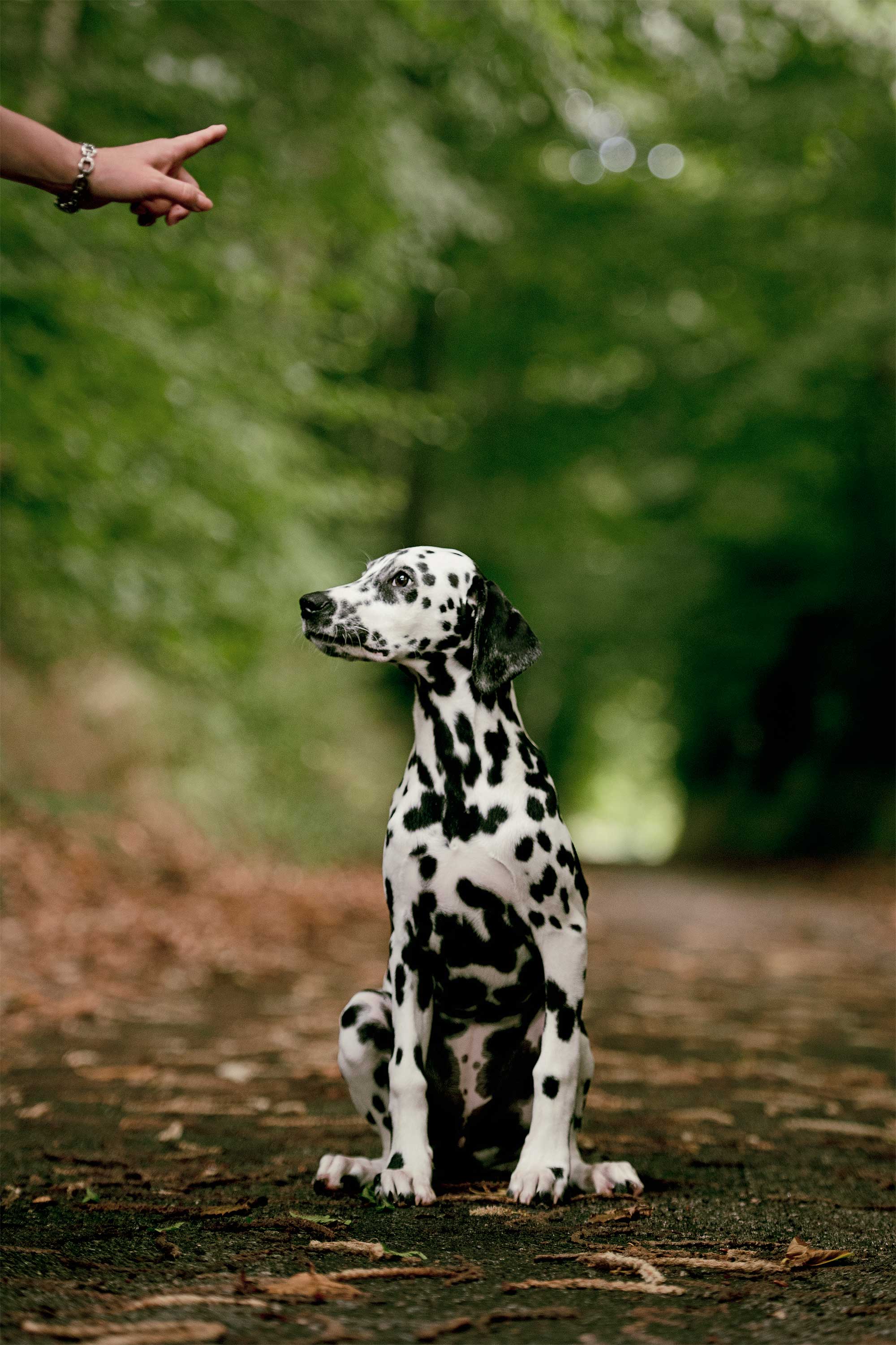 Lily-Dalmatian0007_website.jpg