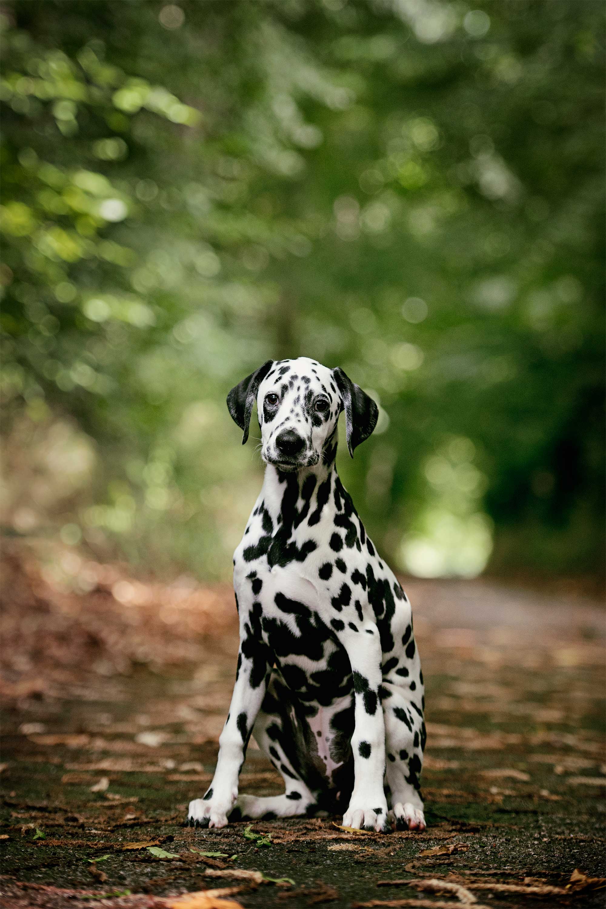 Lily-Dalmatian0008_website.jpg