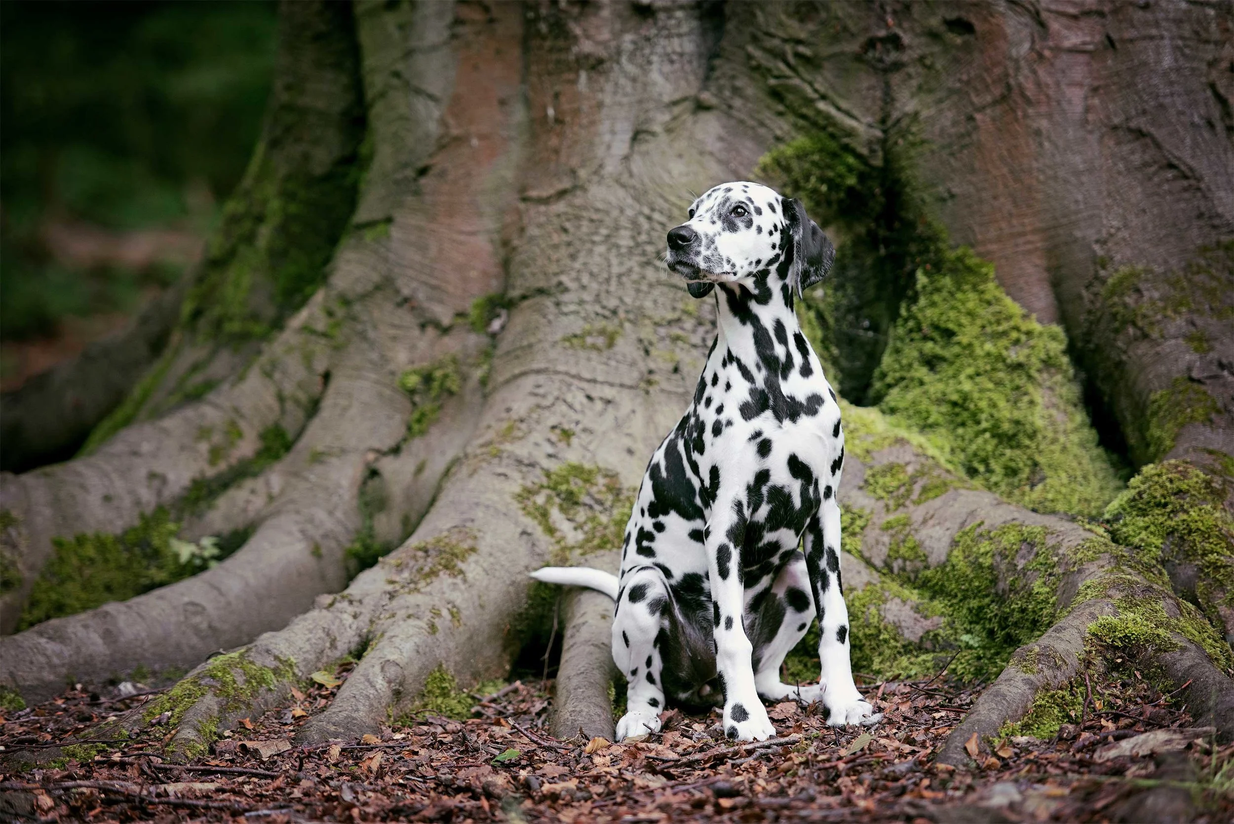 Lily-Dalmatian0015_website.jpg