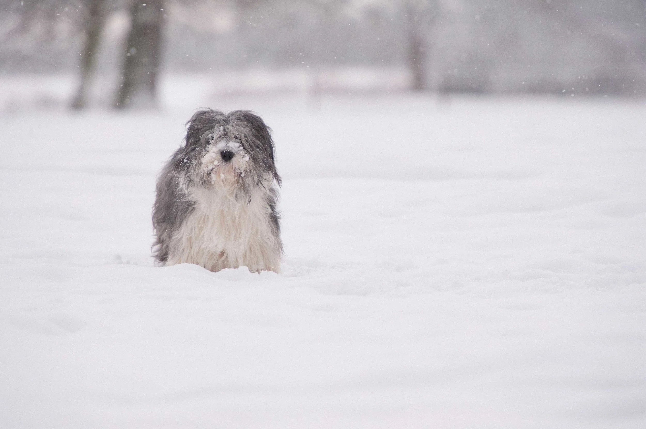 Snow-18.1.13-51_website.jpg