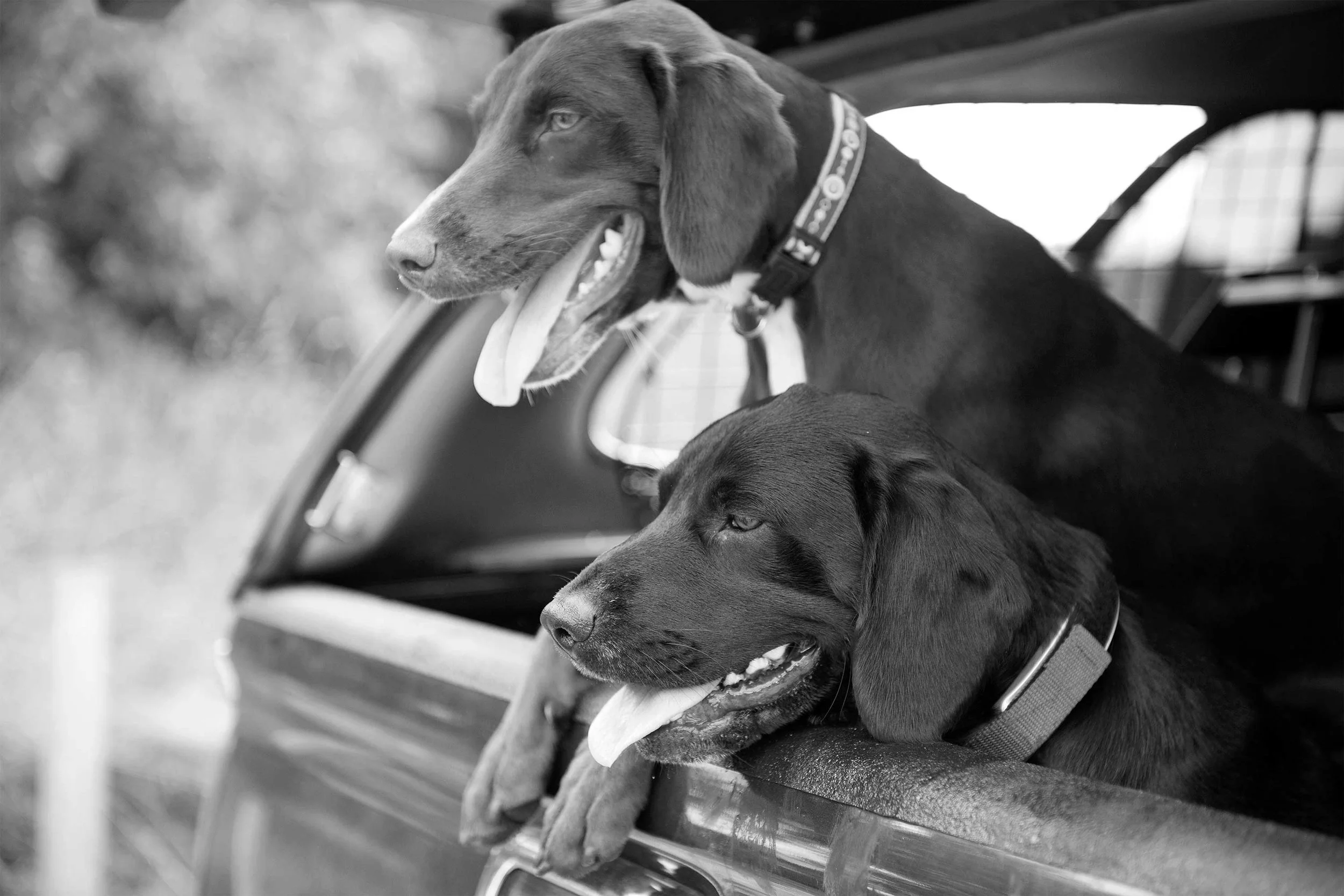 Simon-Buck-Pets0020_website.jpg