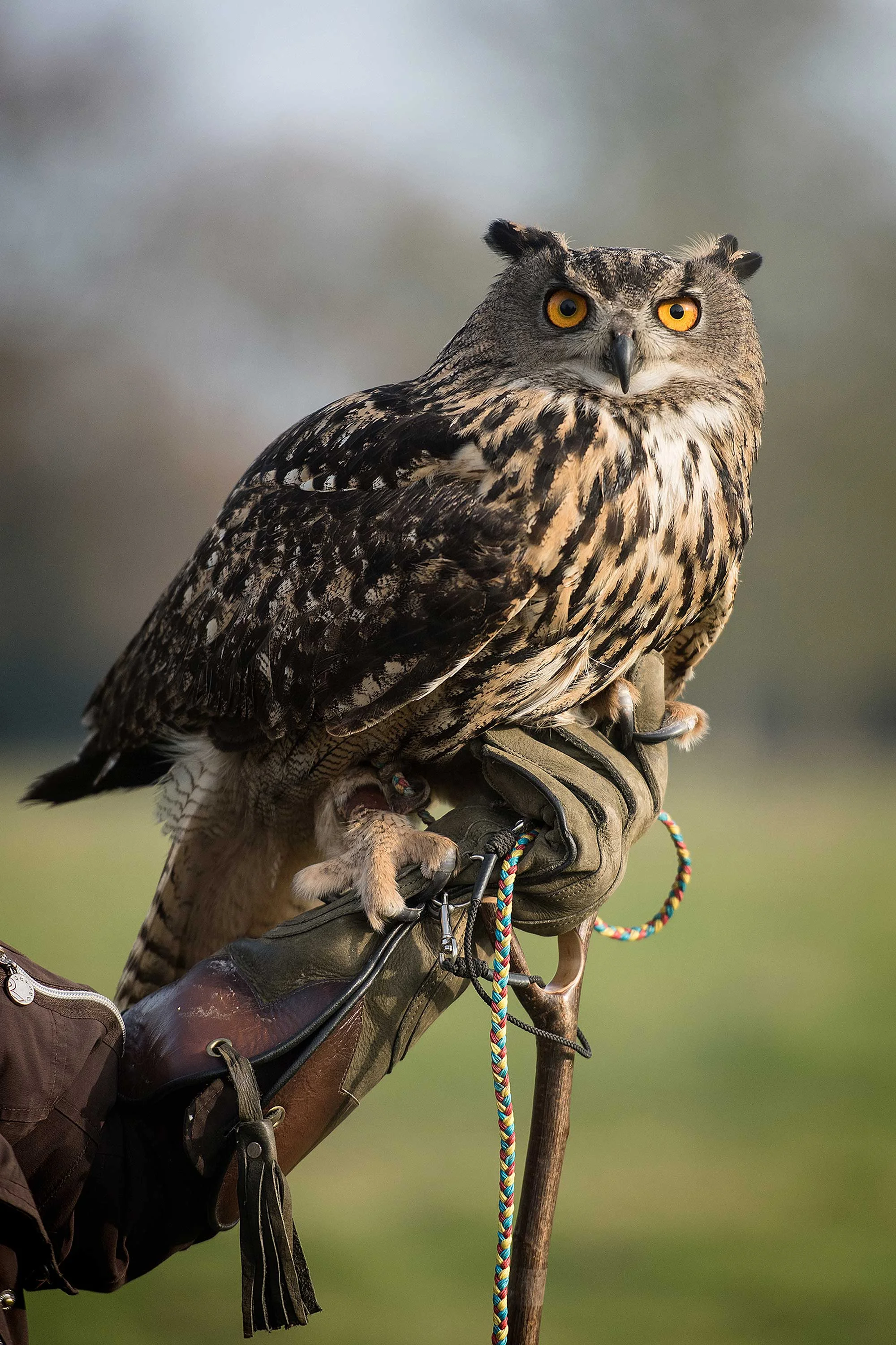 Eagle_Owl_Portrait.jpg