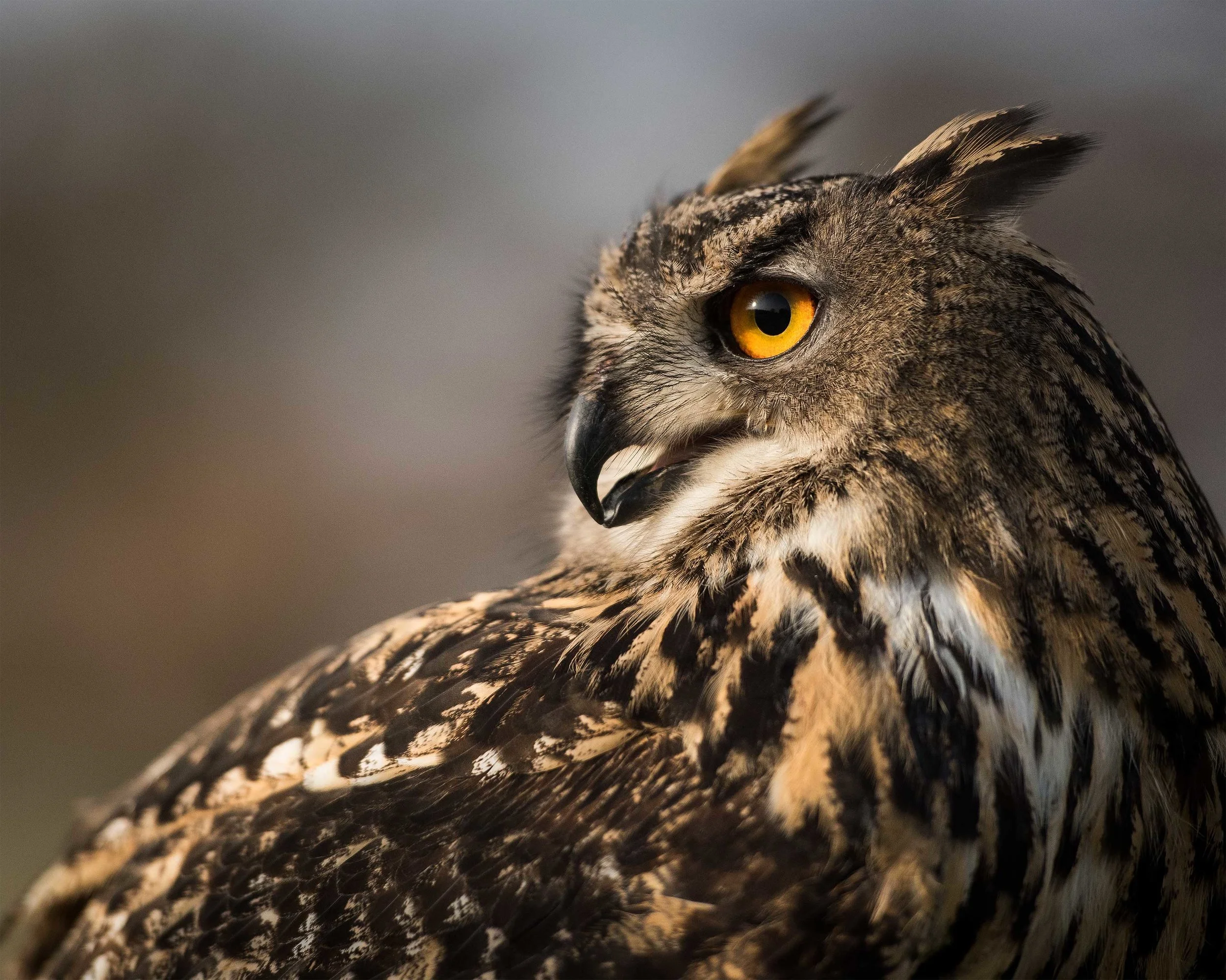 Eagle_Owl_CU.jpg