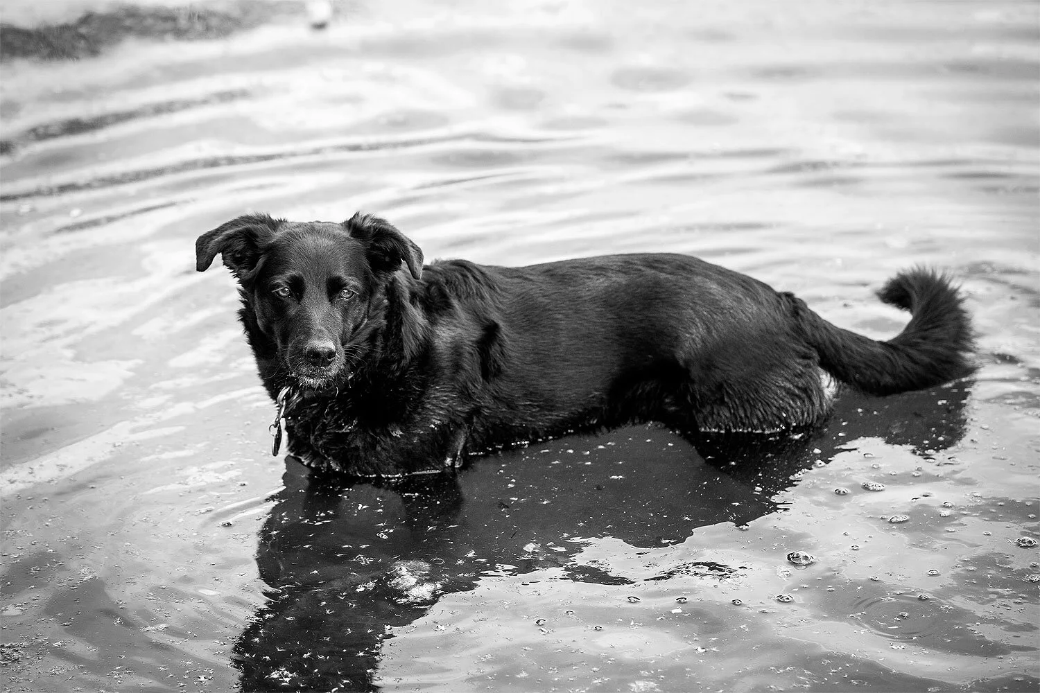 JWeston_DogPrtrt-20bw_sr.jpg