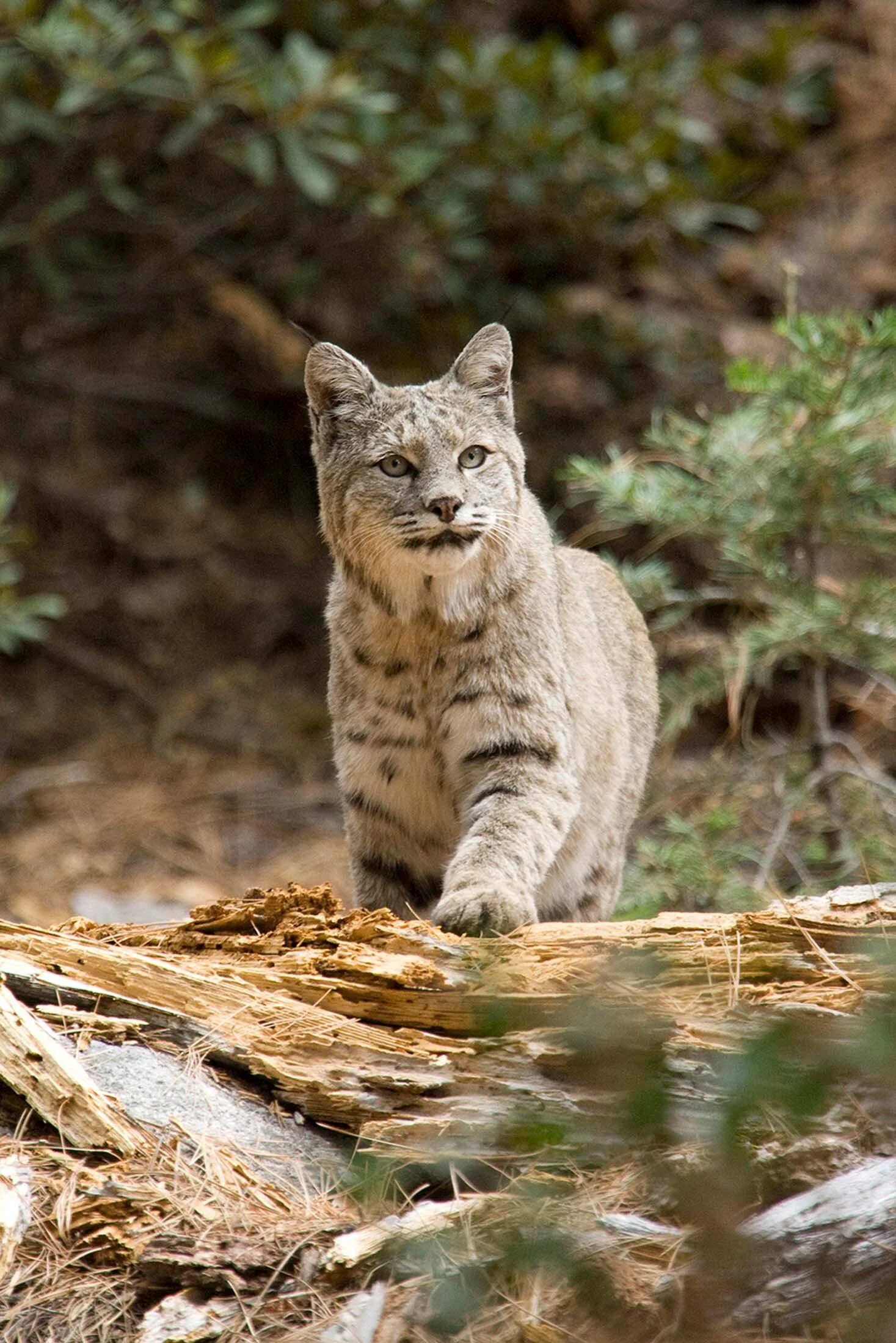 Bobcat_web.jpg