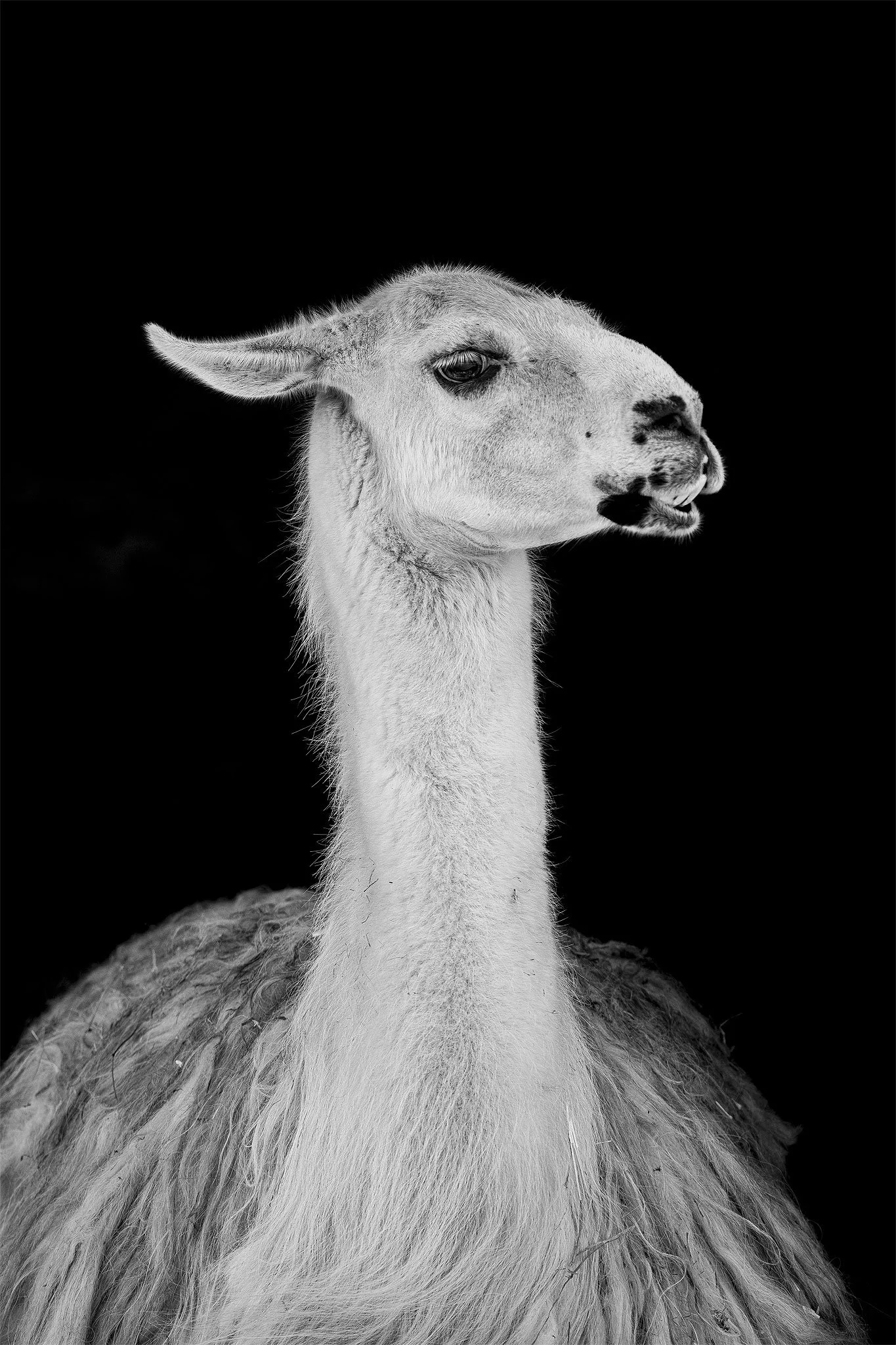 Llama_Banham_BW1_sr.jpg
