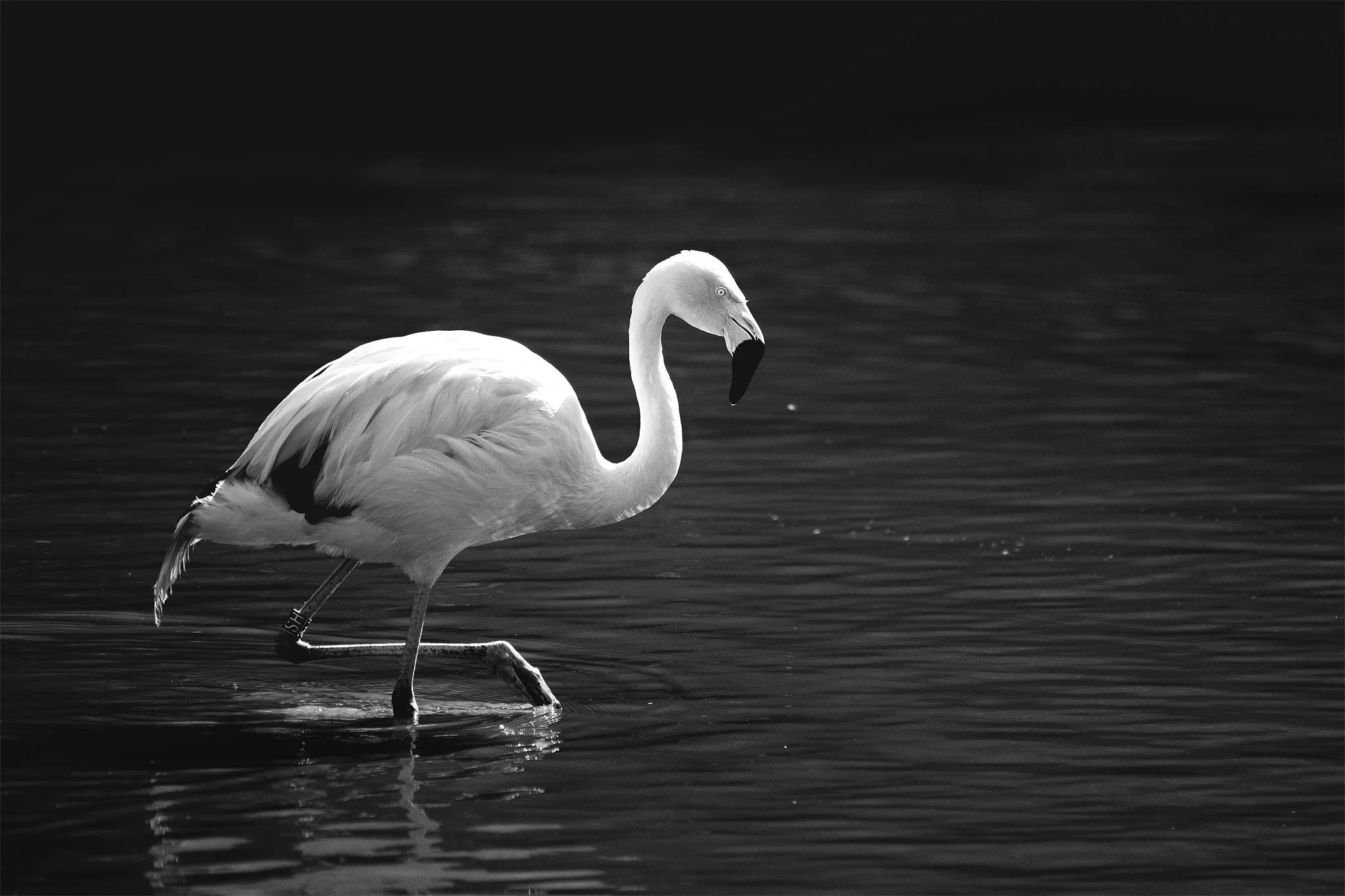 Flamingo_BW_sr.jpg