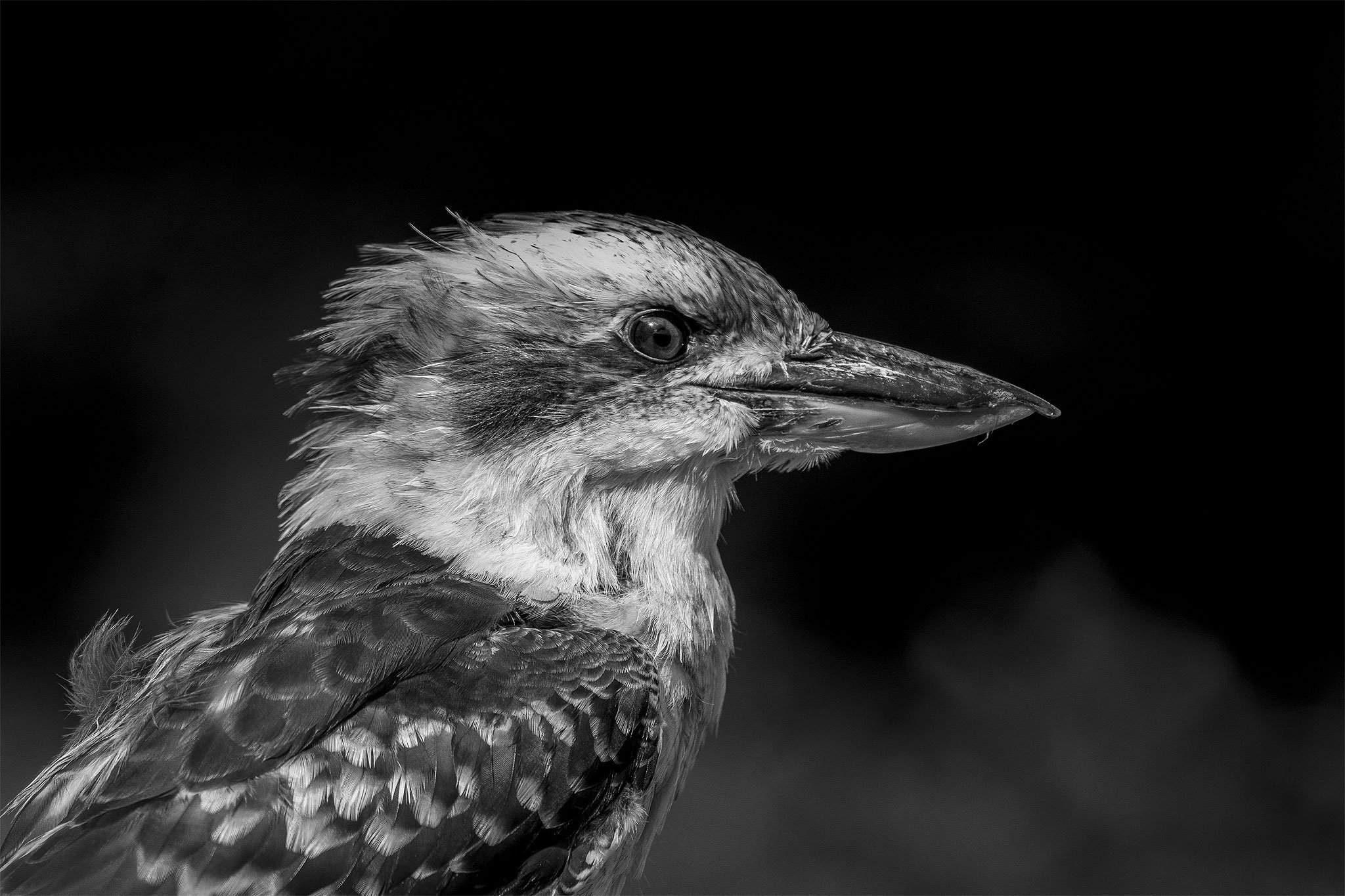 Kookaburra_bw_sr.jpg