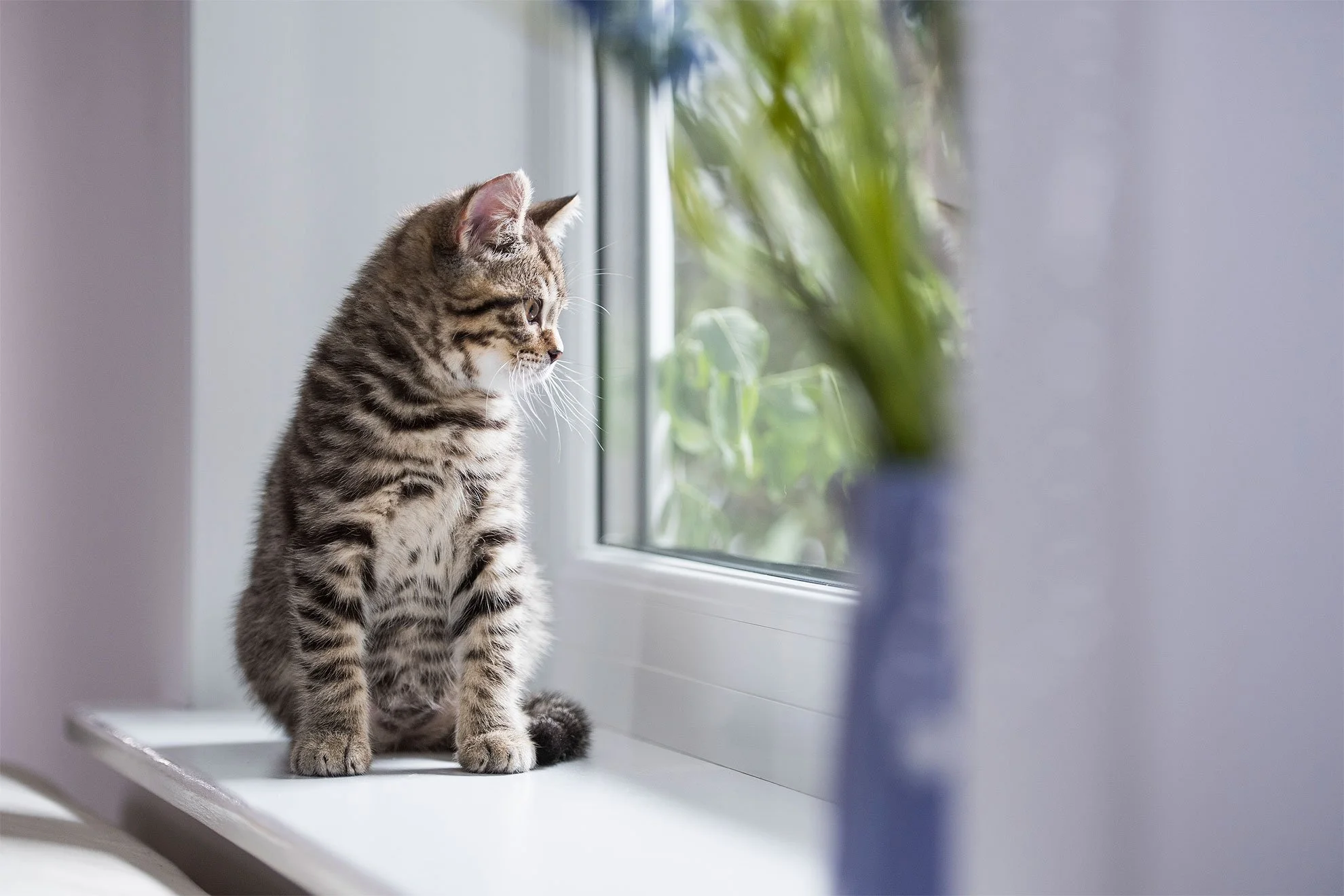 ProPlan_Kittens_window0007-watermarked.jpg