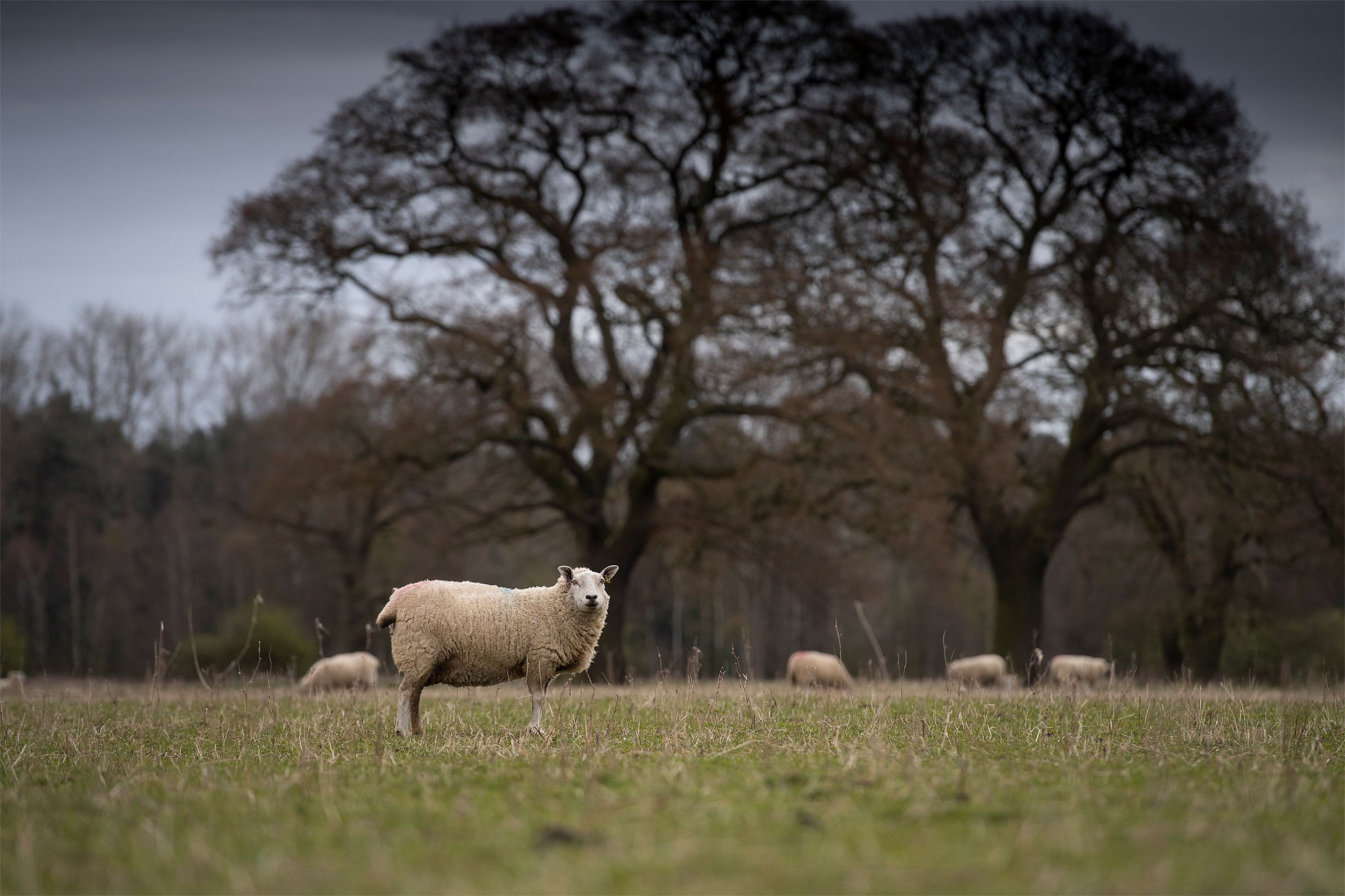 Sandringham_Lambing-and--Cattle0013_sr.jpg
