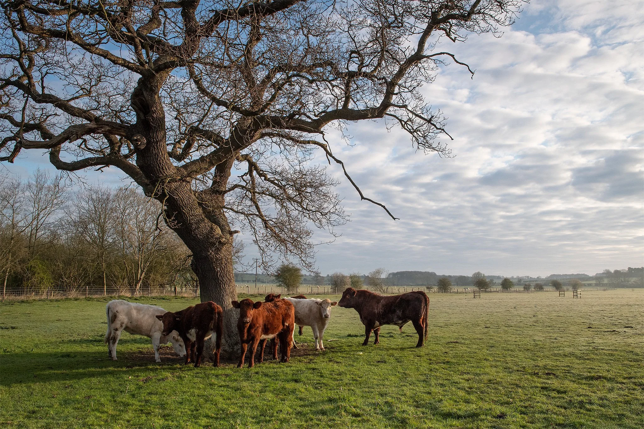 Sandringham_TreeSurvey_SoilInspection_Bees_Wildlife_&&_Cattle0036_sr.jpg