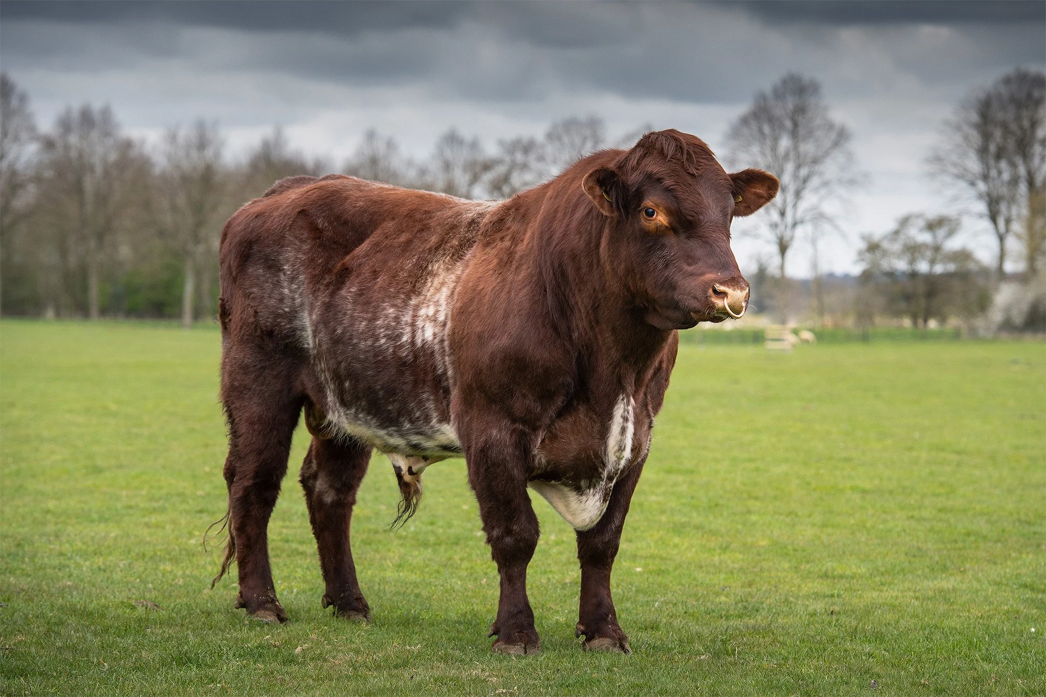 Sandringham-Shorthorn-Bull_sr.jpg
