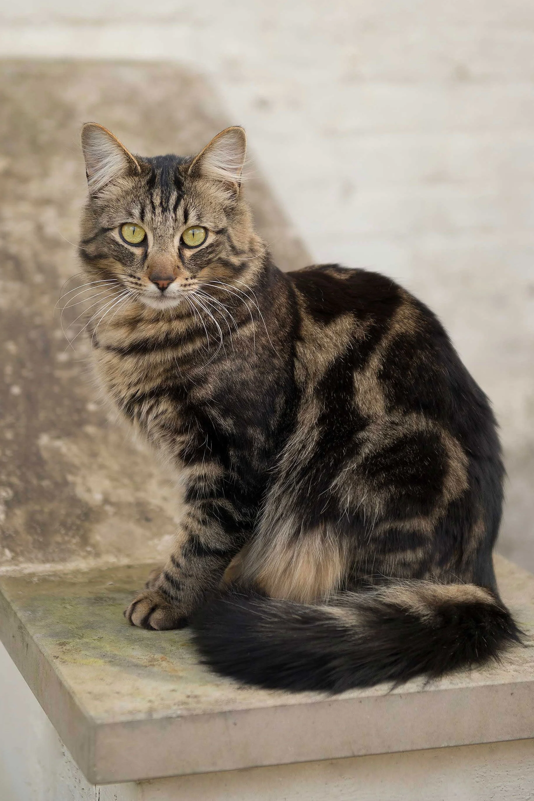 Tortoiseshell-Cat.jpg