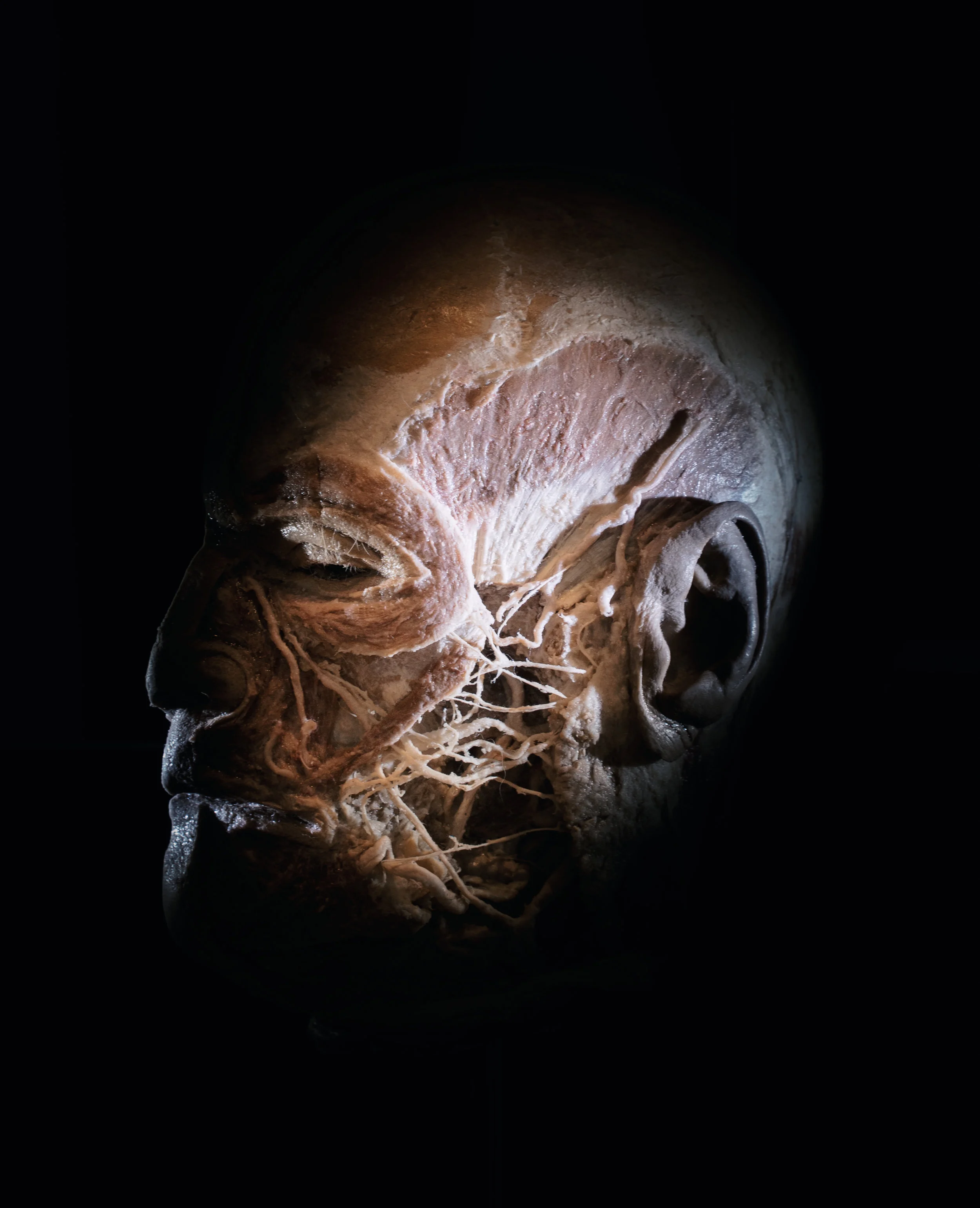 Pea_Martin Kirikal.jpg