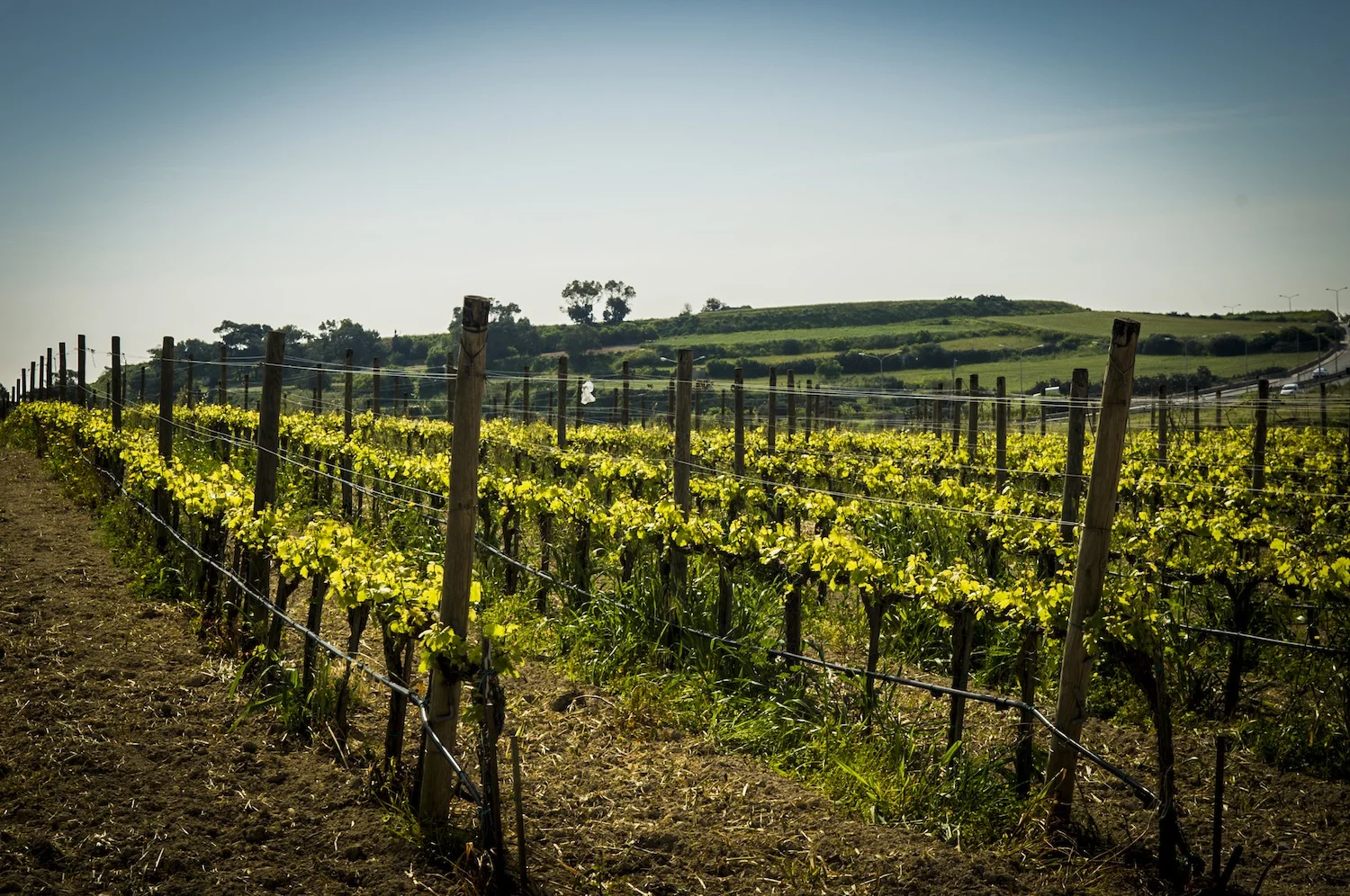 wine_yards.JPG