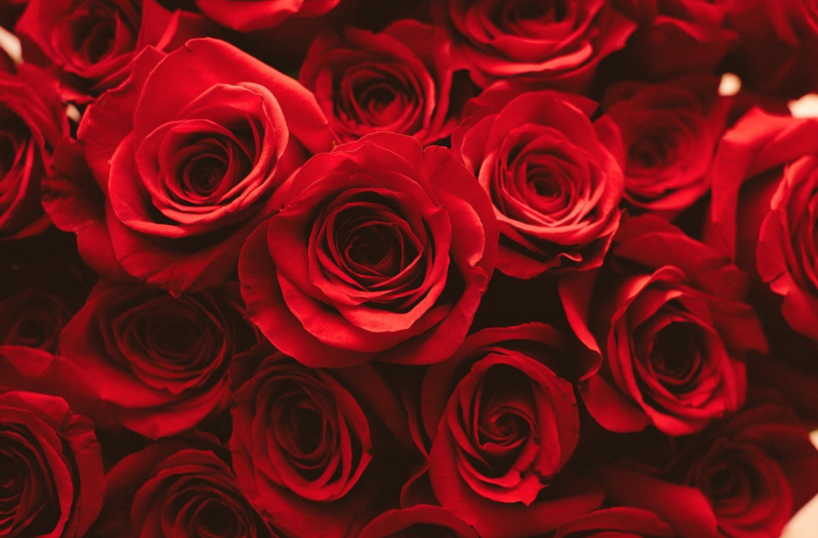 rosewallpaper2.png