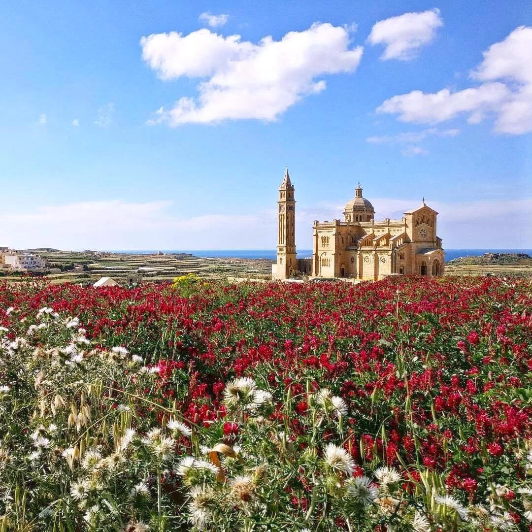 Ta' Pinu Chruch during spring