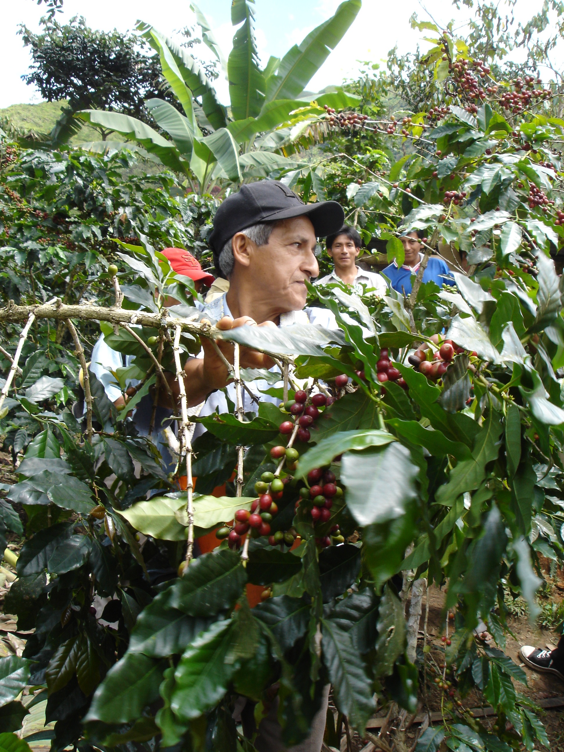 CENFROCAFE Harvest 4.JPG