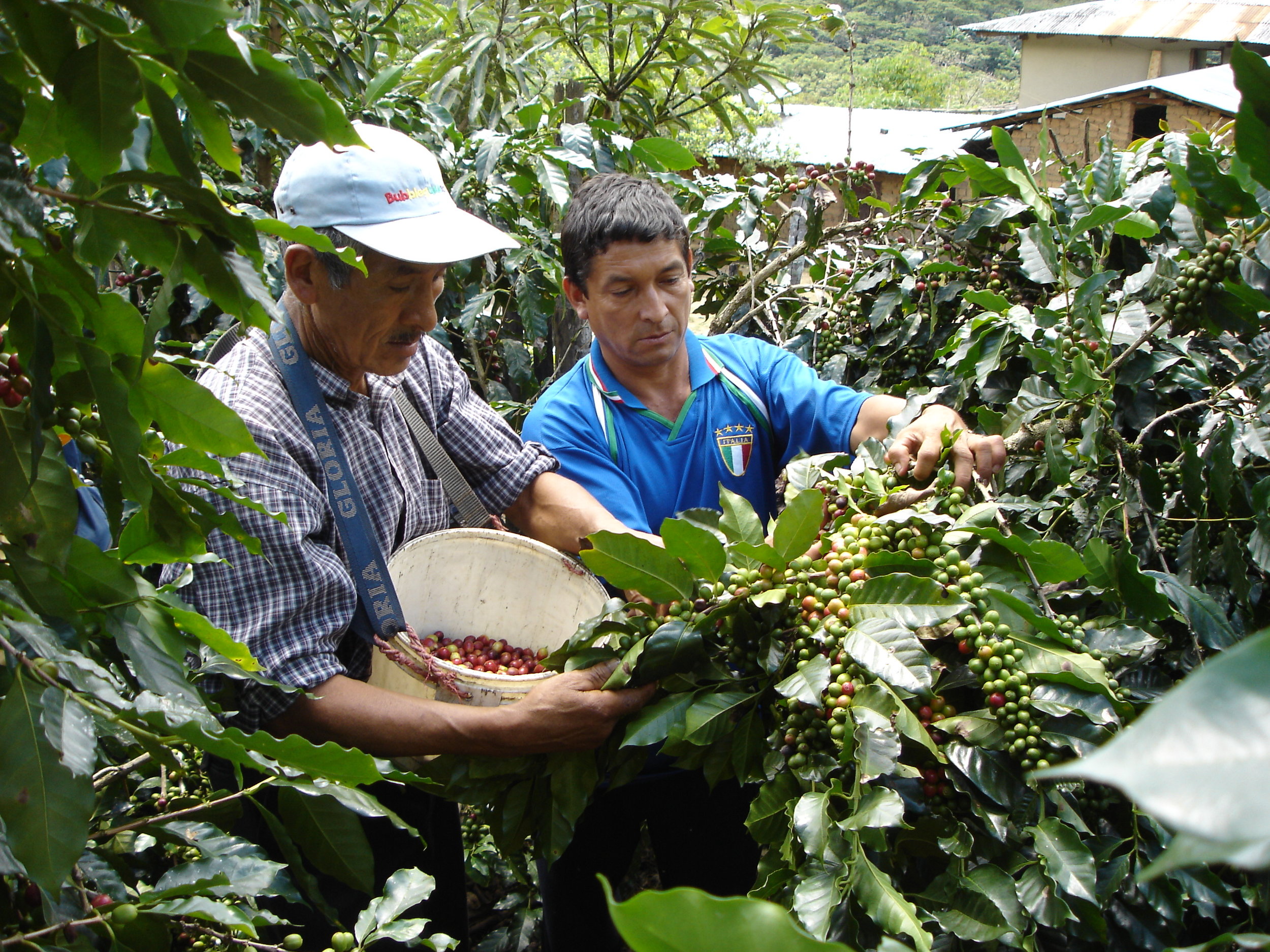 CENFROCAFE Harvest 2.JPG