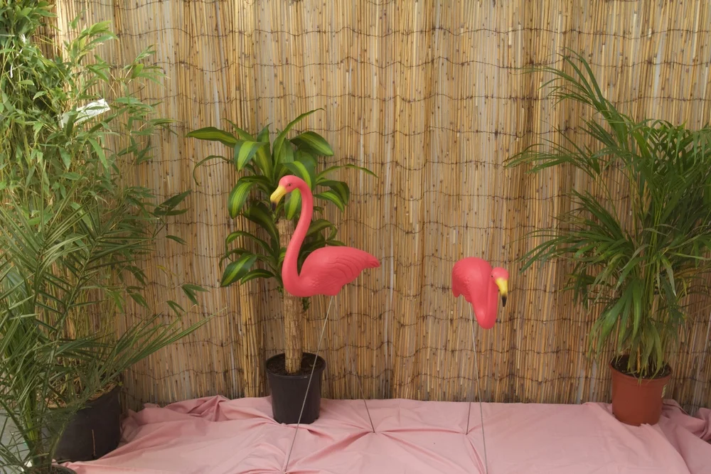 flamingozoo_01.jpg